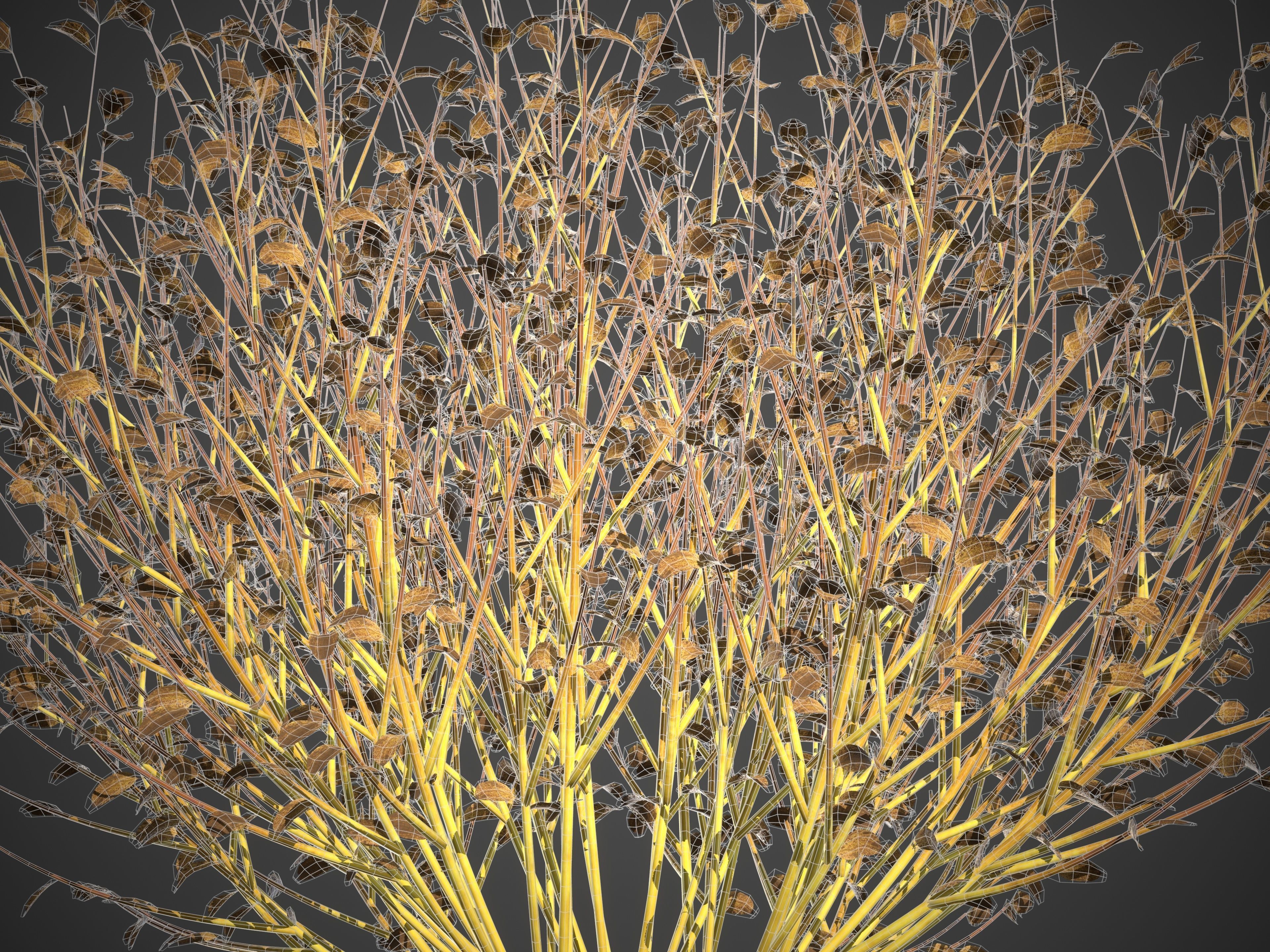 2021 PBR Bloodtwig Dogwood Collection - Cornus Sanguinea 3D model_10