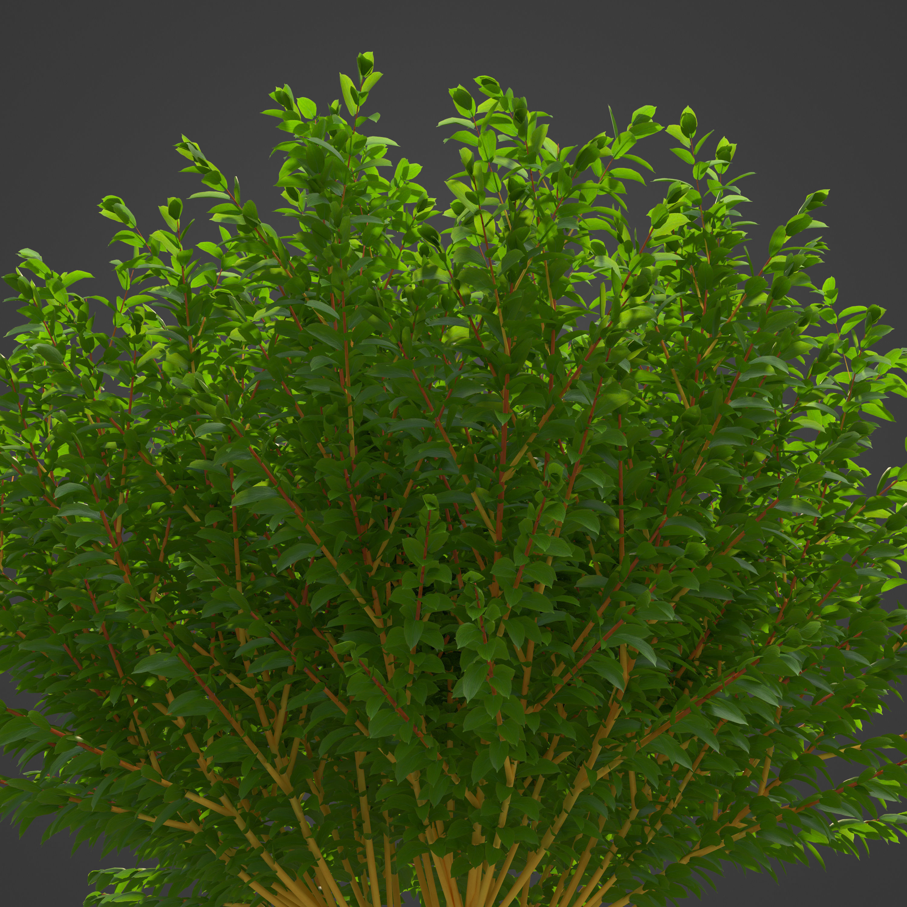 2021 PBR Bloodtwig Dogwood Collection - Cornus Sanguinea 3D model_8