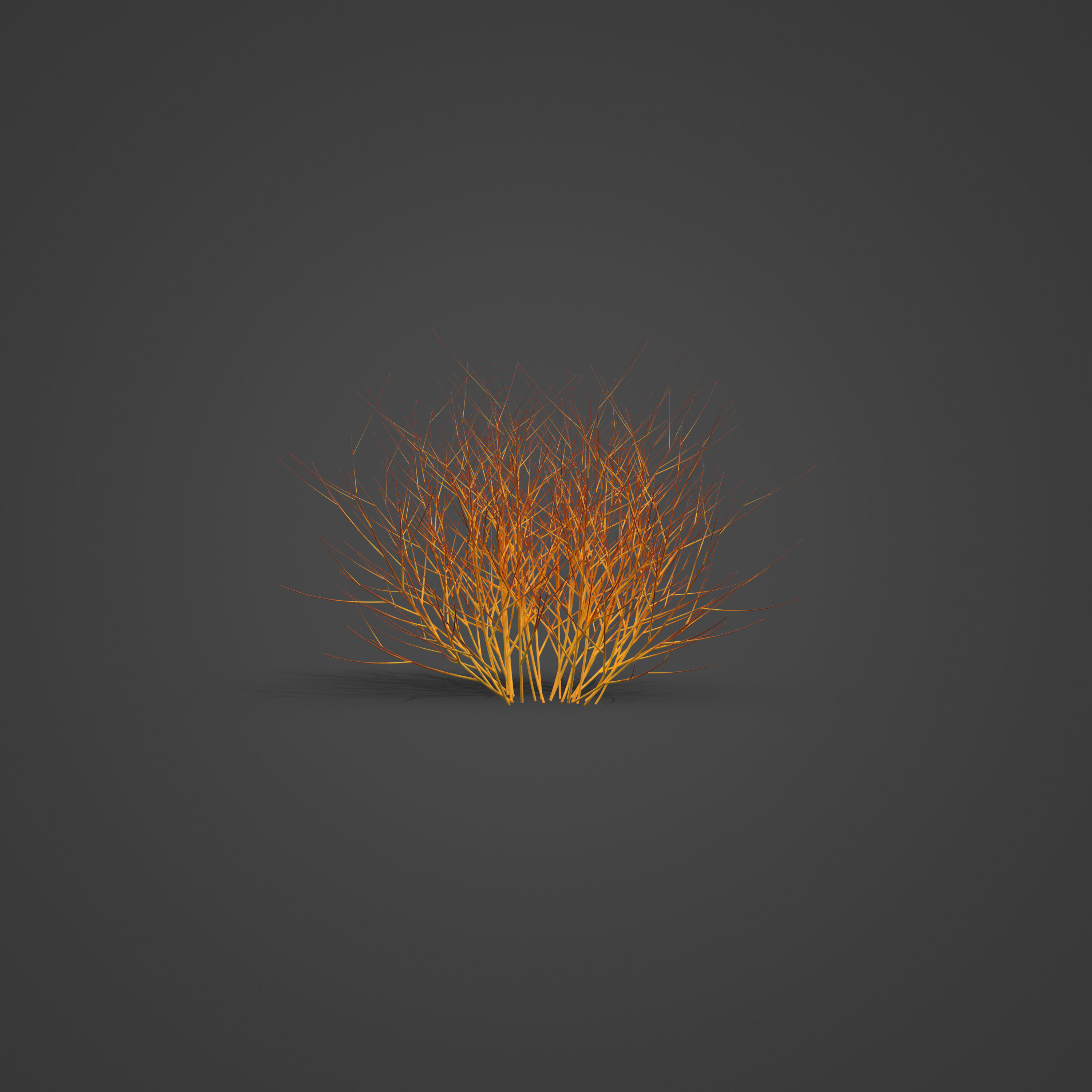 2021 PBR Bloodtwig Dogwood Collection - Cornus Sanguinea 3D model_5