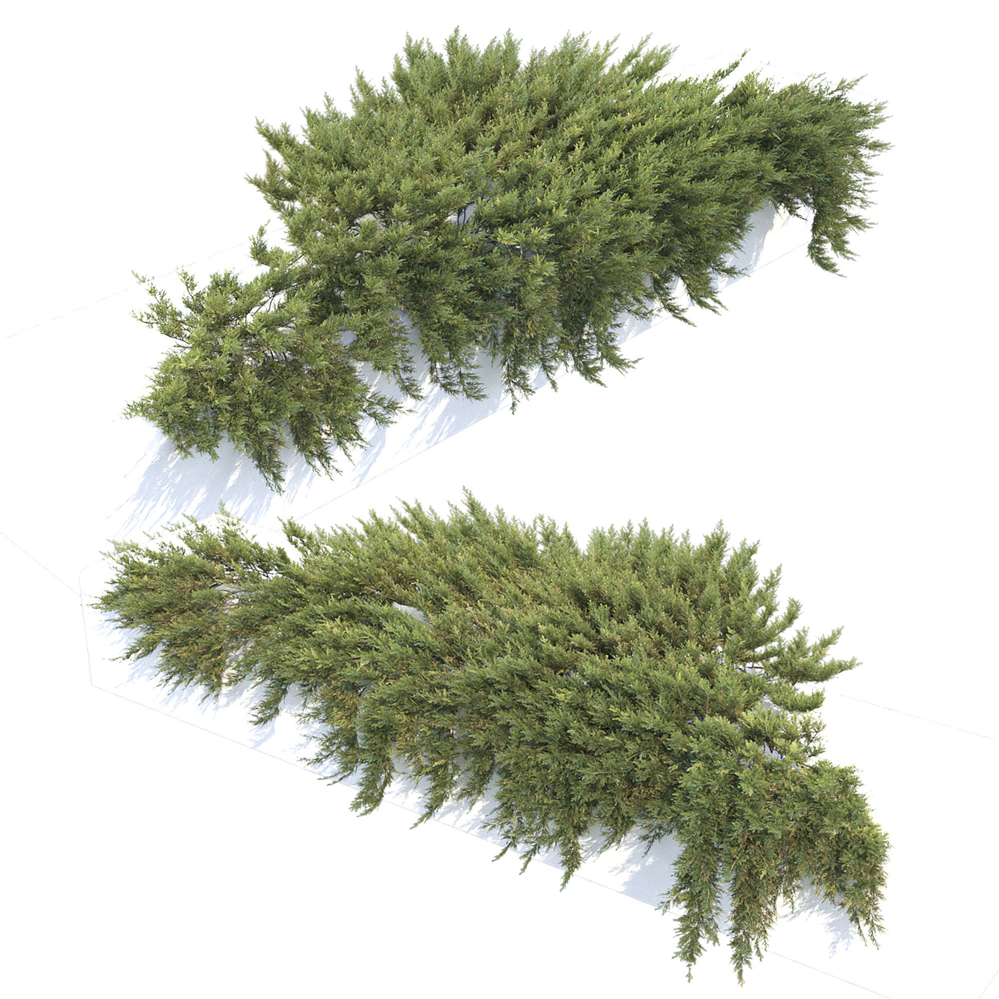 Juniperus Creeping  02 3D model_1