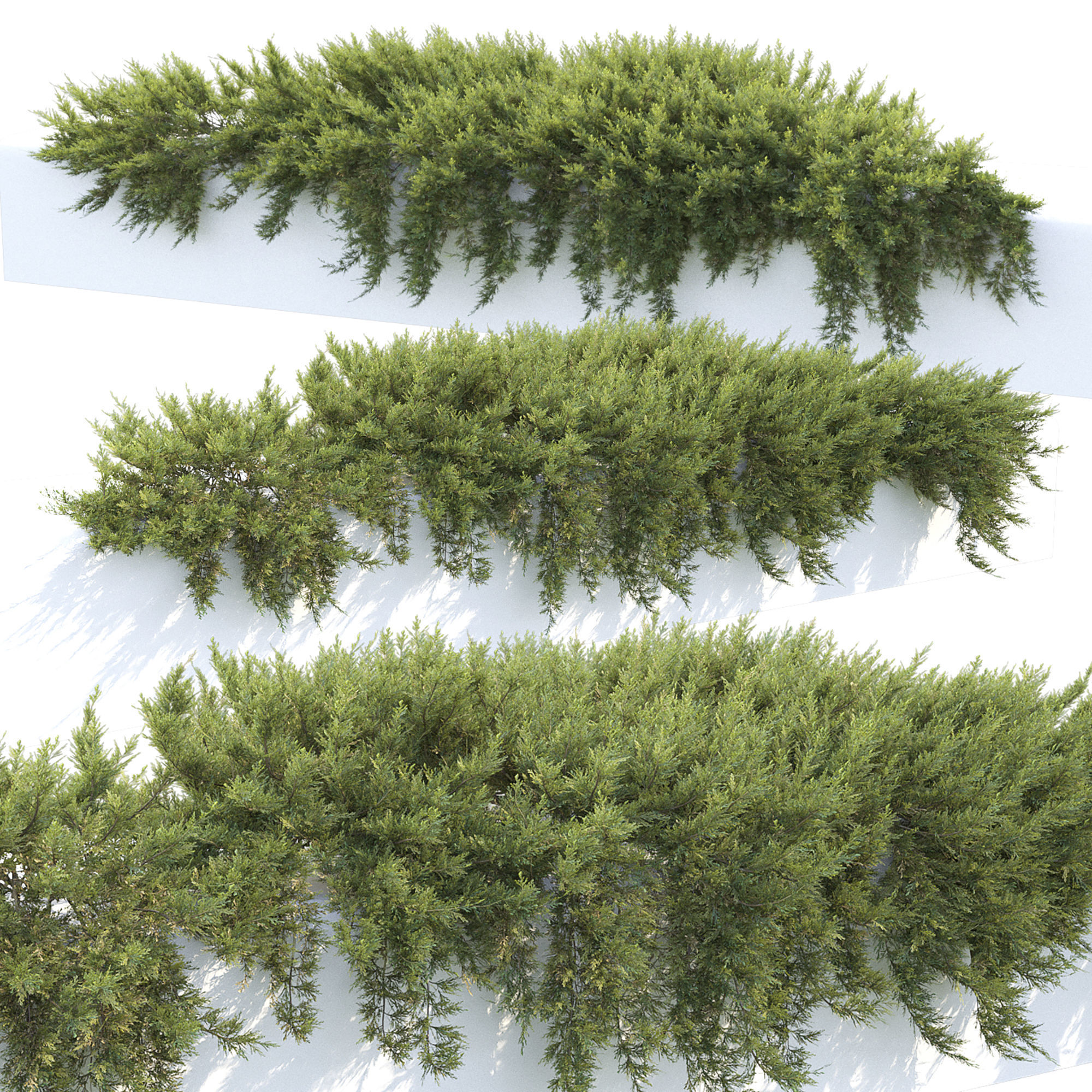 Juniperus Creeping  02 3D model_4