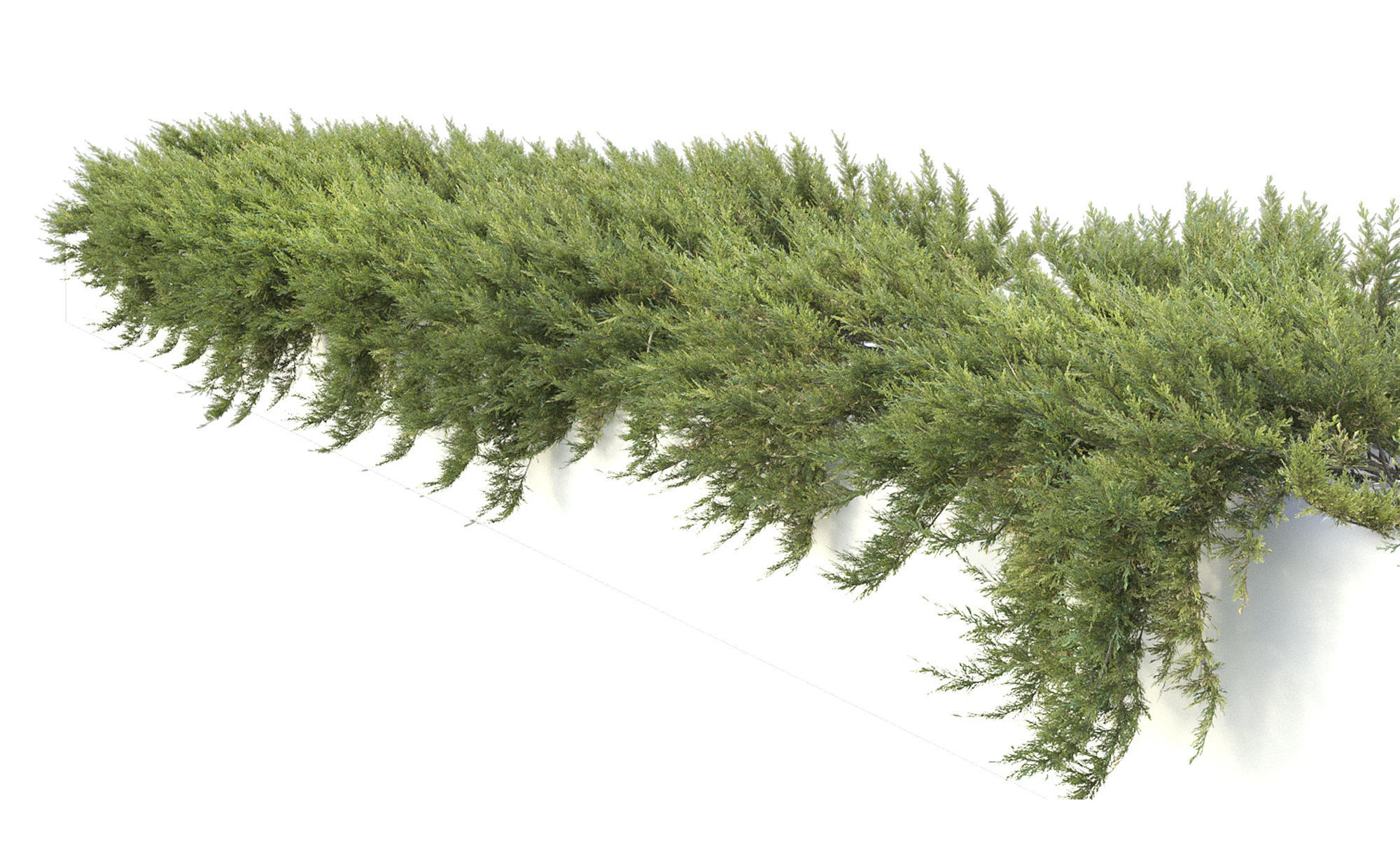 Juniperus Creeping  02 3D model_6