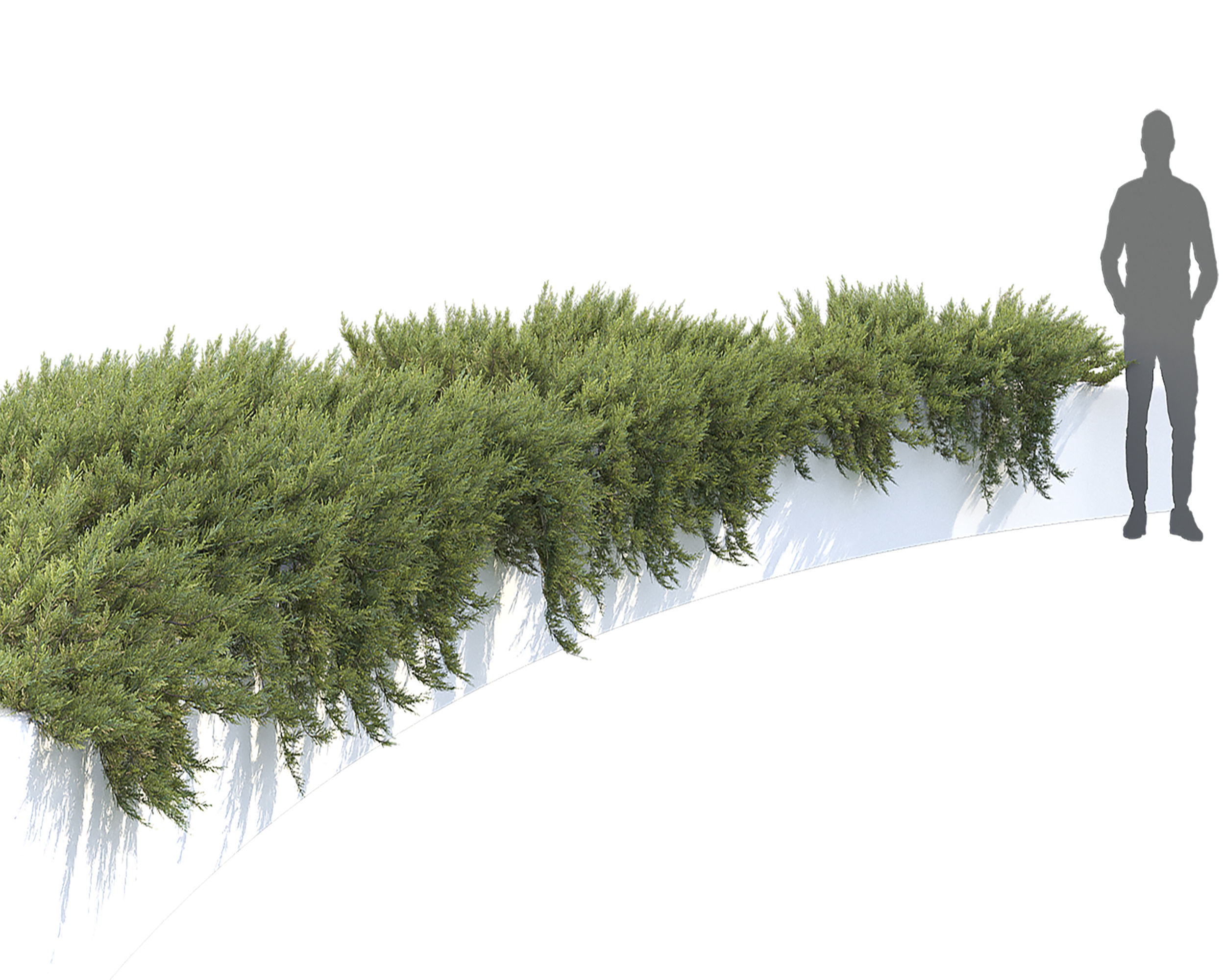 Juniperus Creeping  02 3D model_3