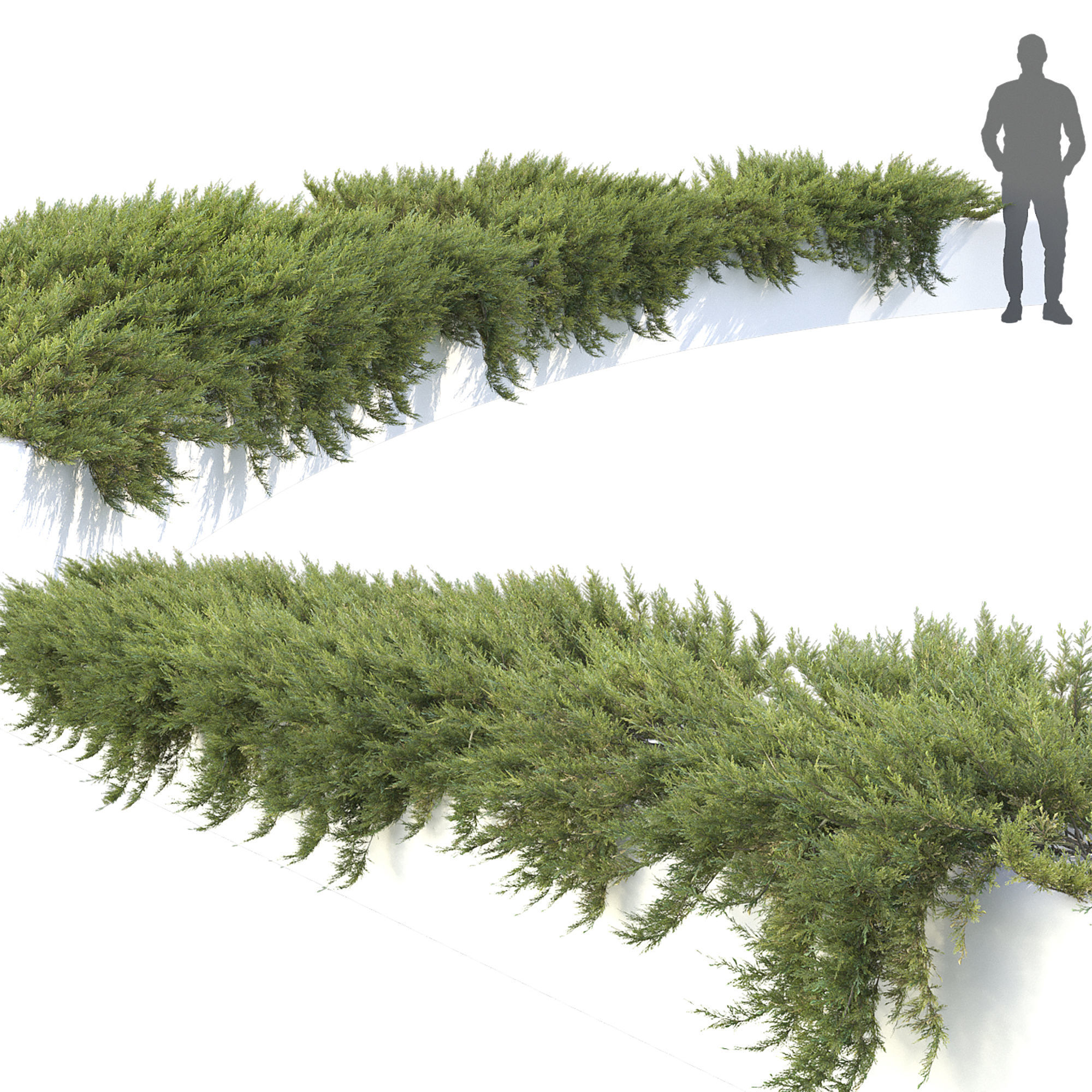 Juniperus Creeping  02 3D model_2