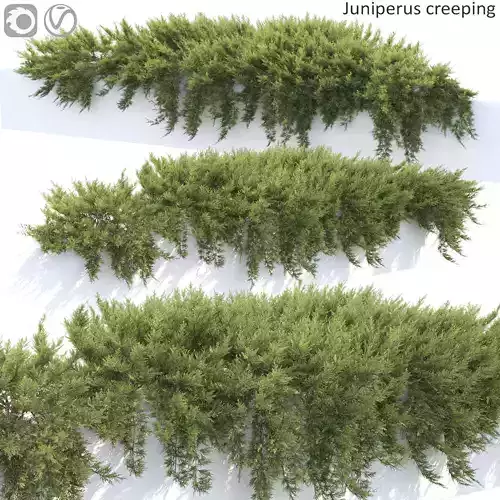 Juniperus Creeping  02