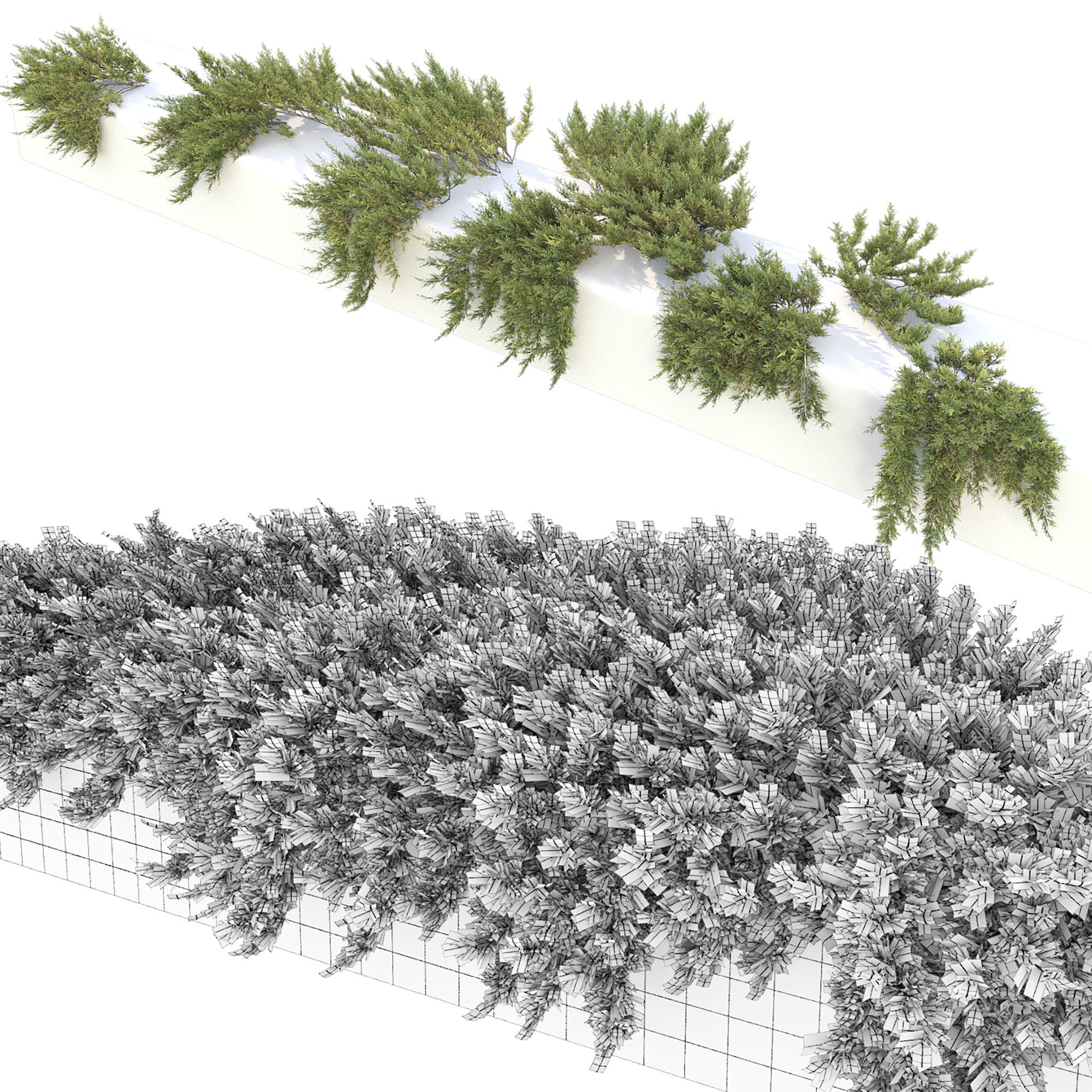 Juniperus Creeping  02 3D model_5