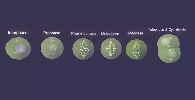 Mitosis 3d Model Animated Low-poly 3D model