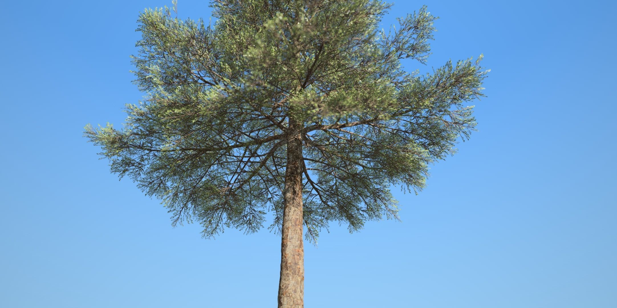 Conifer Tree 003 3D model_2