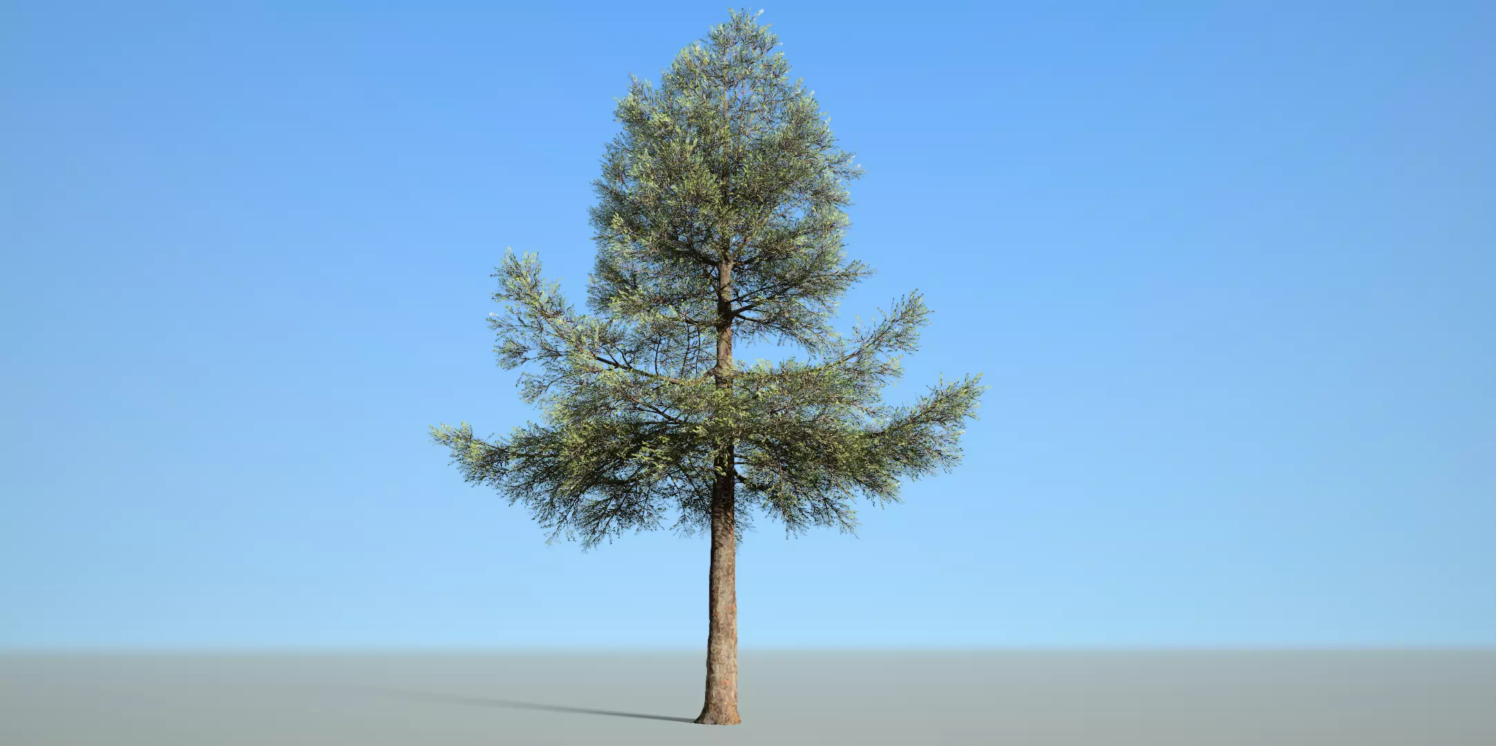 Conifer Tree 003 3D model_0