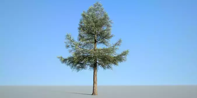 Conifer Tree 003 3D model