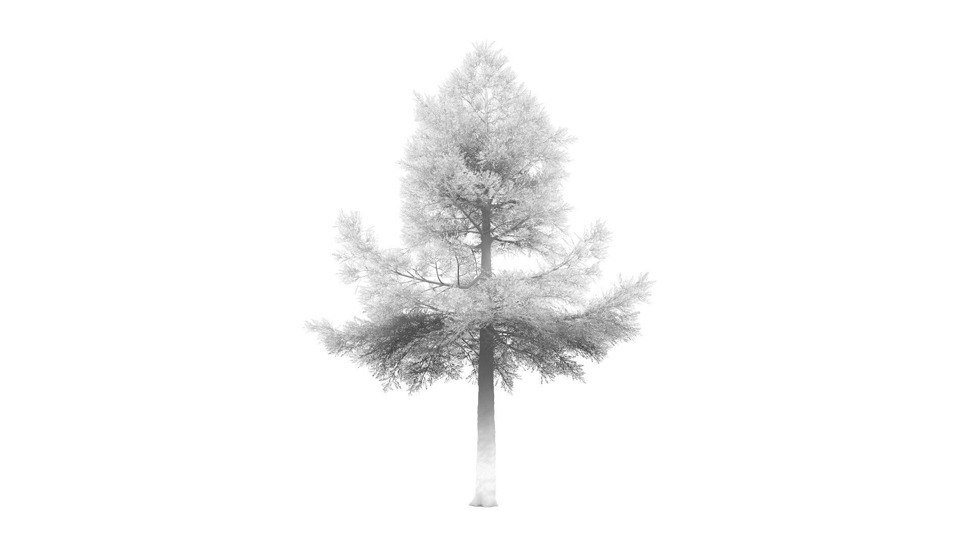 Conifer Tree 003 3D model_4