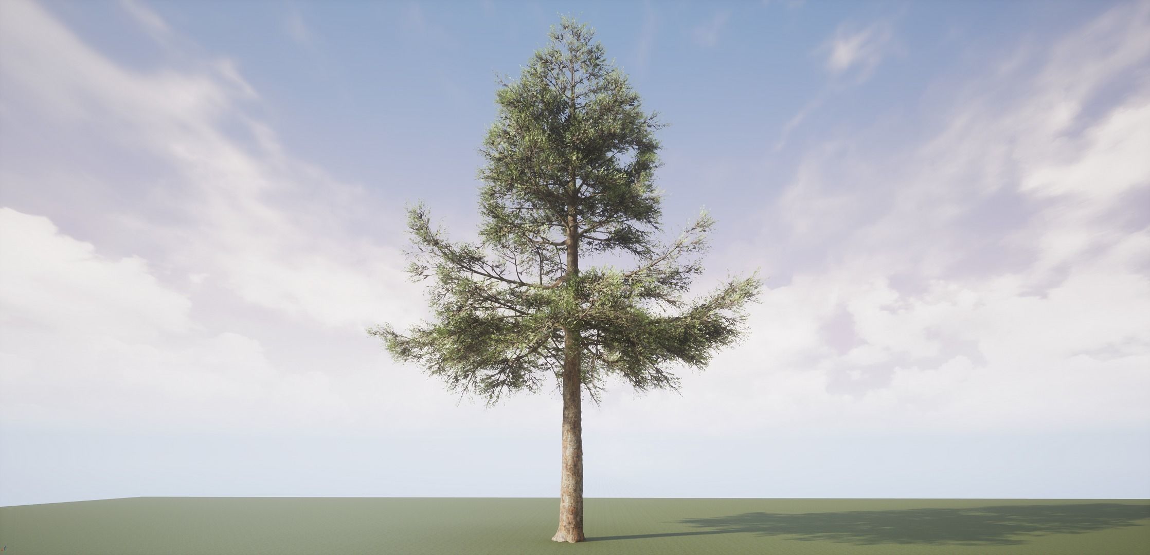 Conifer Tree 003 3D model_1