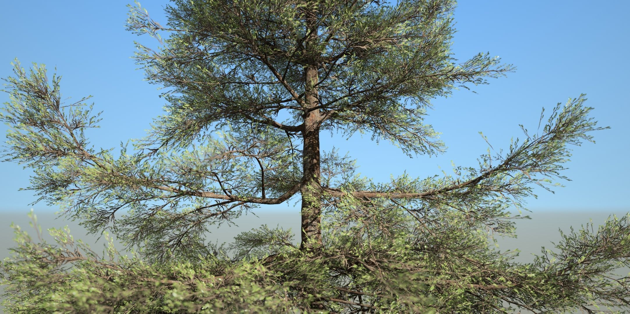 Conifer Tree 003 3D model_3