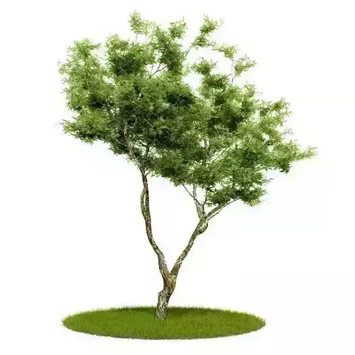Green Bonzai Tree