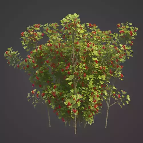 2021 PBR European Cranberry Bush Collection - Viburnum Opulus 