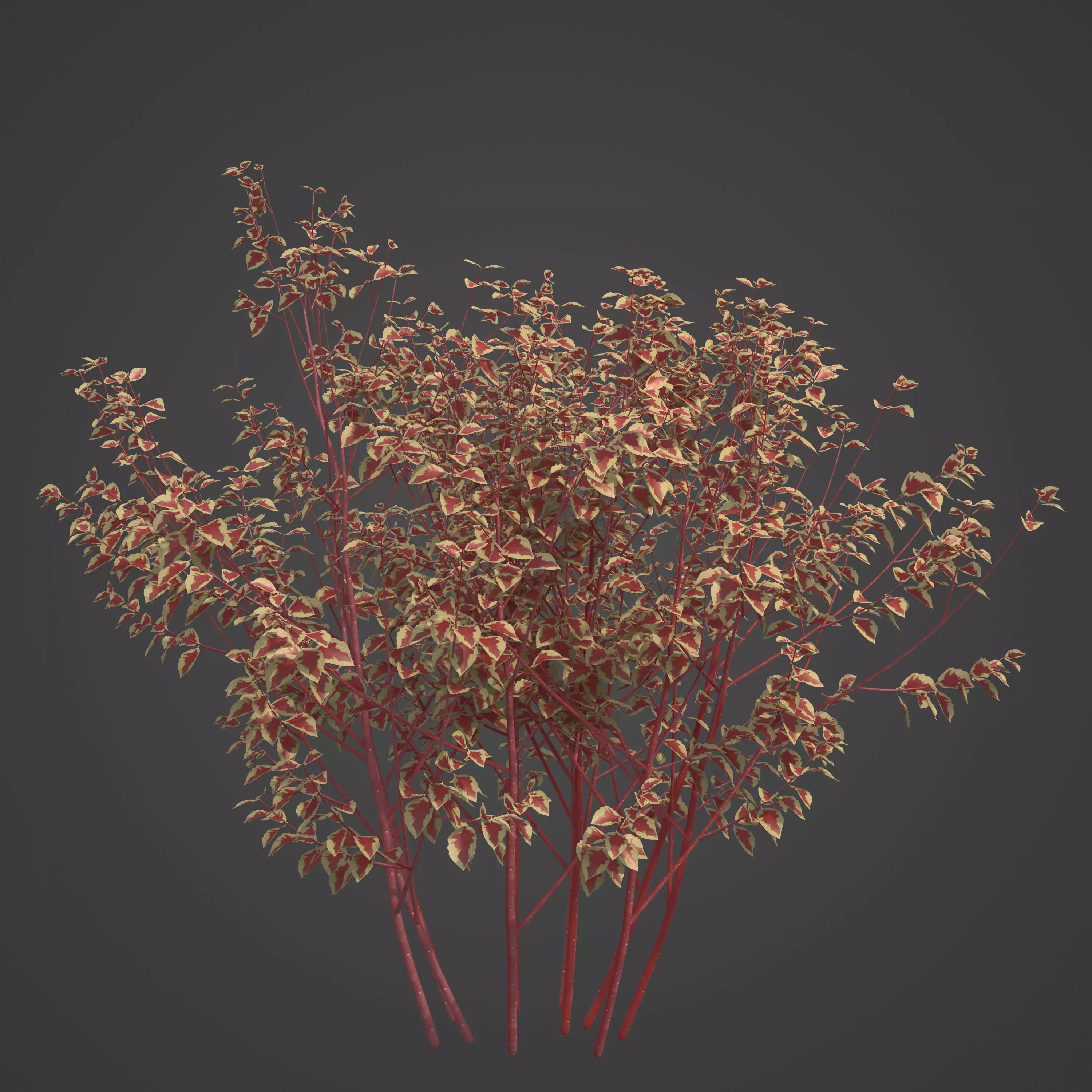 2021 PBR Siberian Dogwood Collection - Cornus Alba 3D model