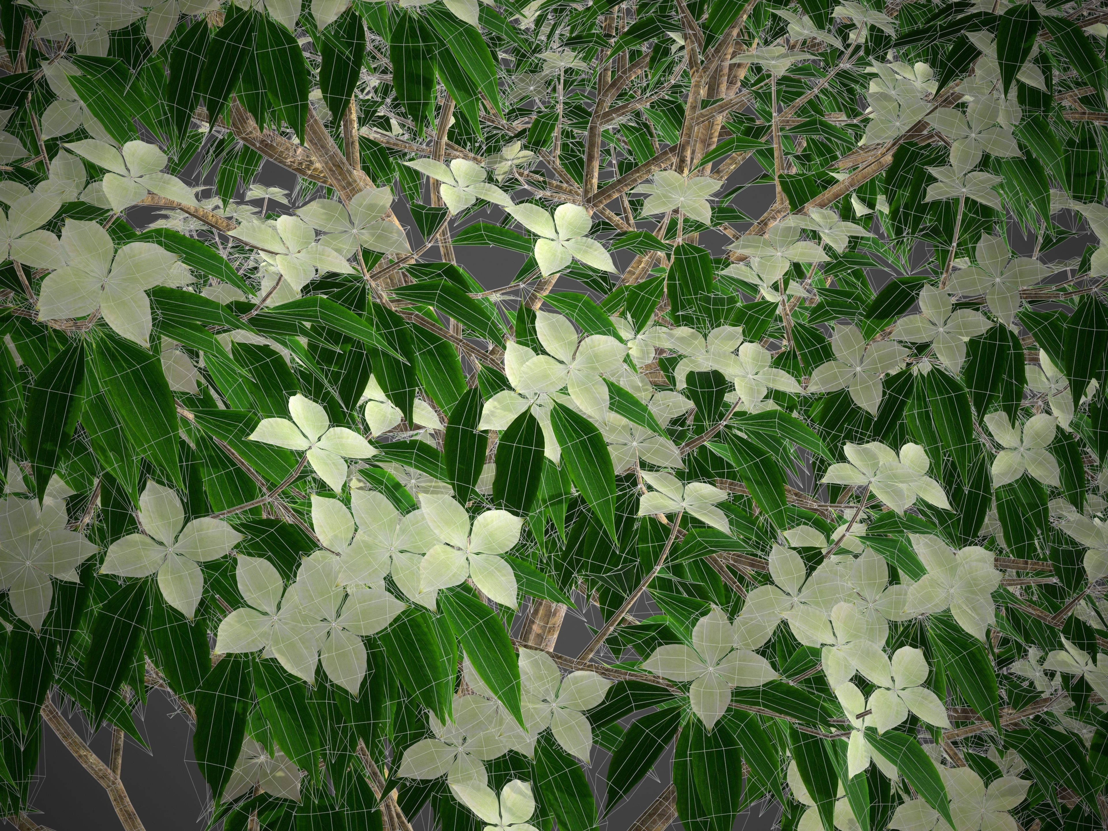 2021 PBR Kousa Dogwood Collection - Cornus Kousa 3D model_11