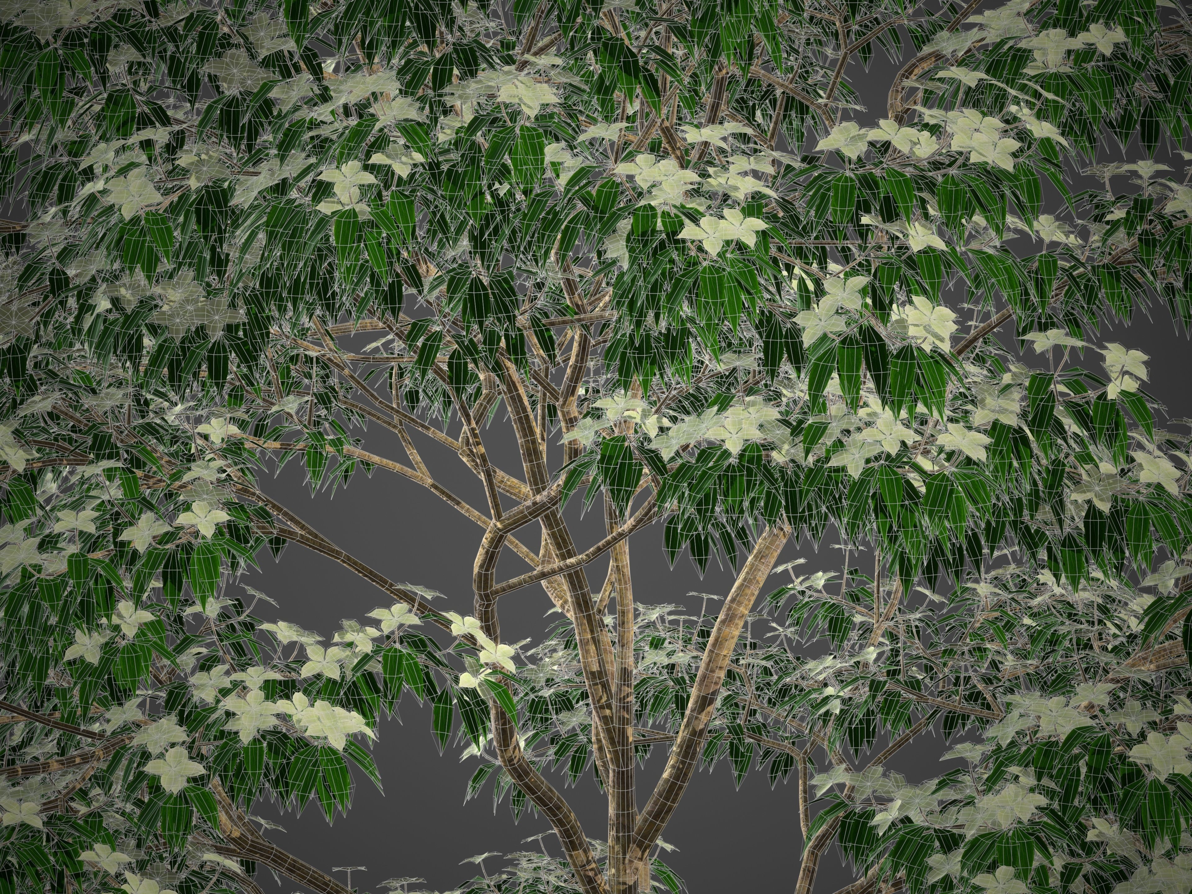 2021 PBR Kousa Dogwood Collection - Cornus Kousa 3D model_9