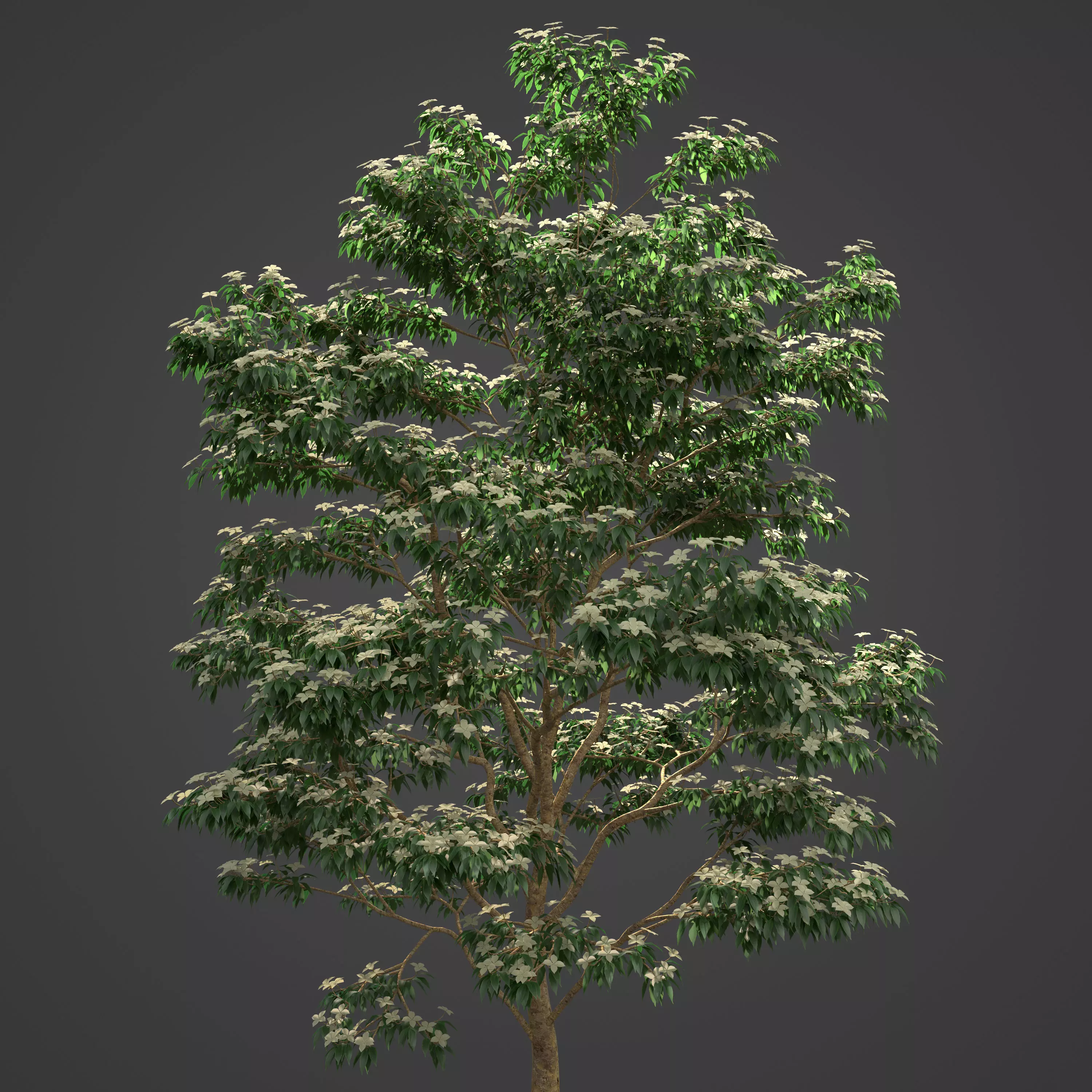 2021 PBR Kousa Dogwood Collection - Cornus Kousa 3D model_0