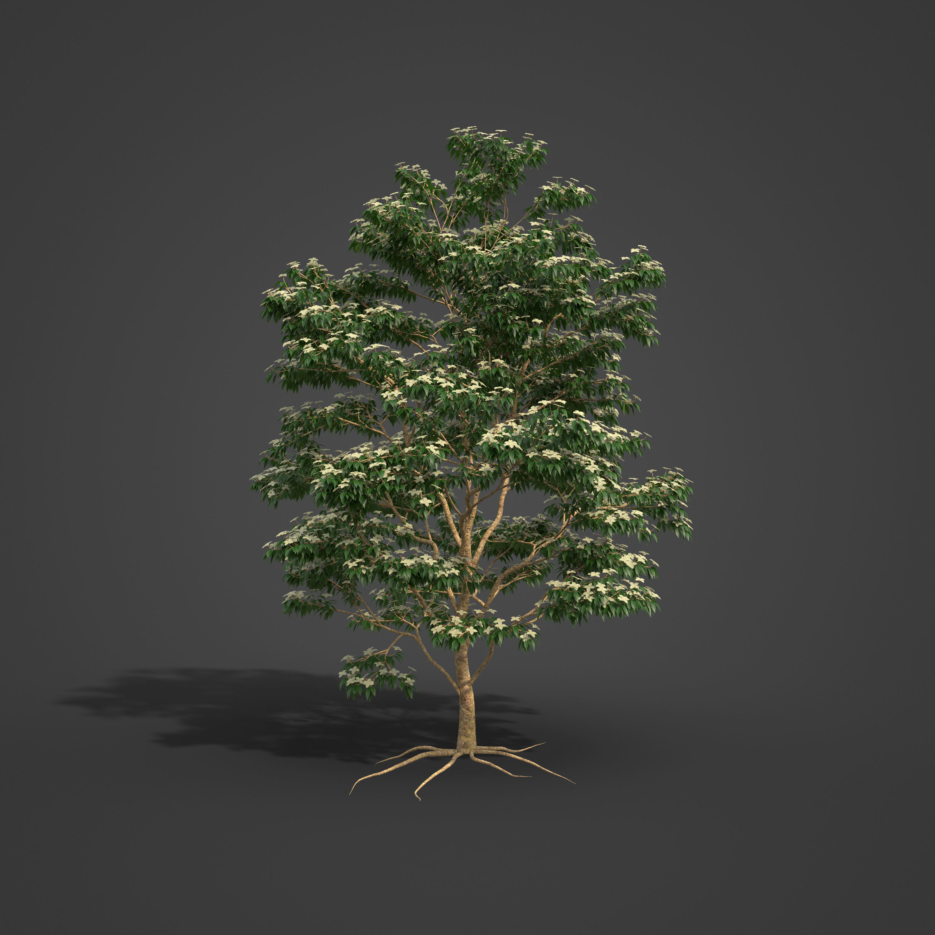 2021 PBR Kousa Dogwood Collection - Cornus Kousa 3D model_8