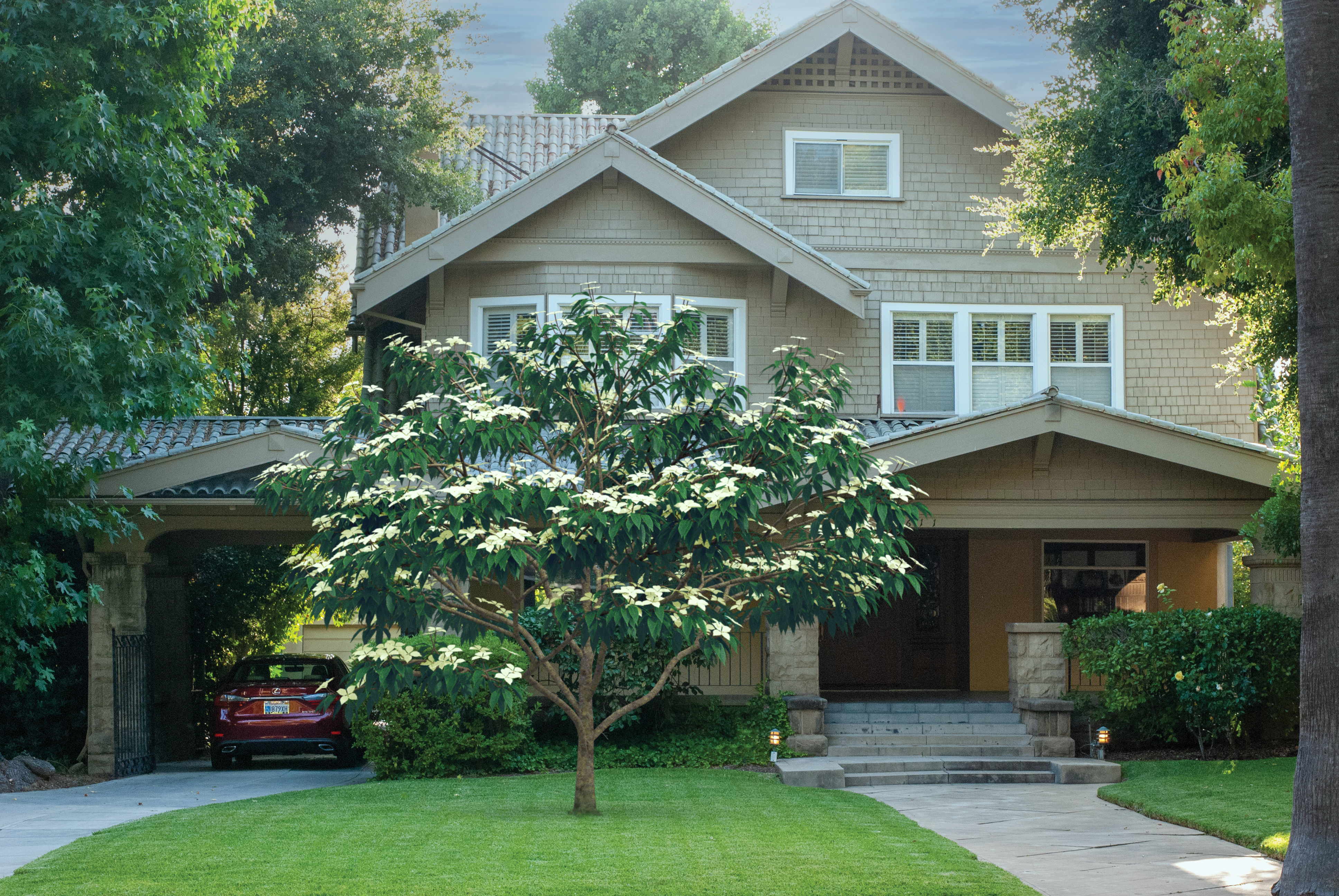 2021 PBR Kousa Dogwood Collection - Cornus Kousa 3D model_2