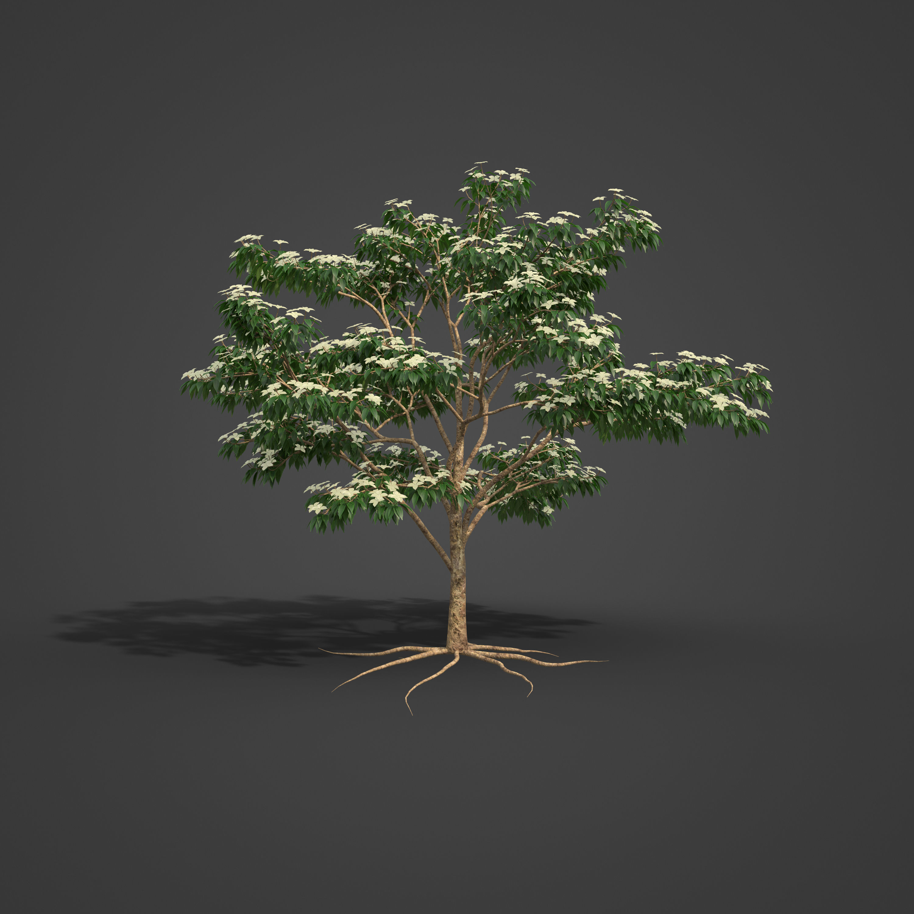 2021 PBR Kousa Dogwood Collection - Cornus Kousa 3D model_7