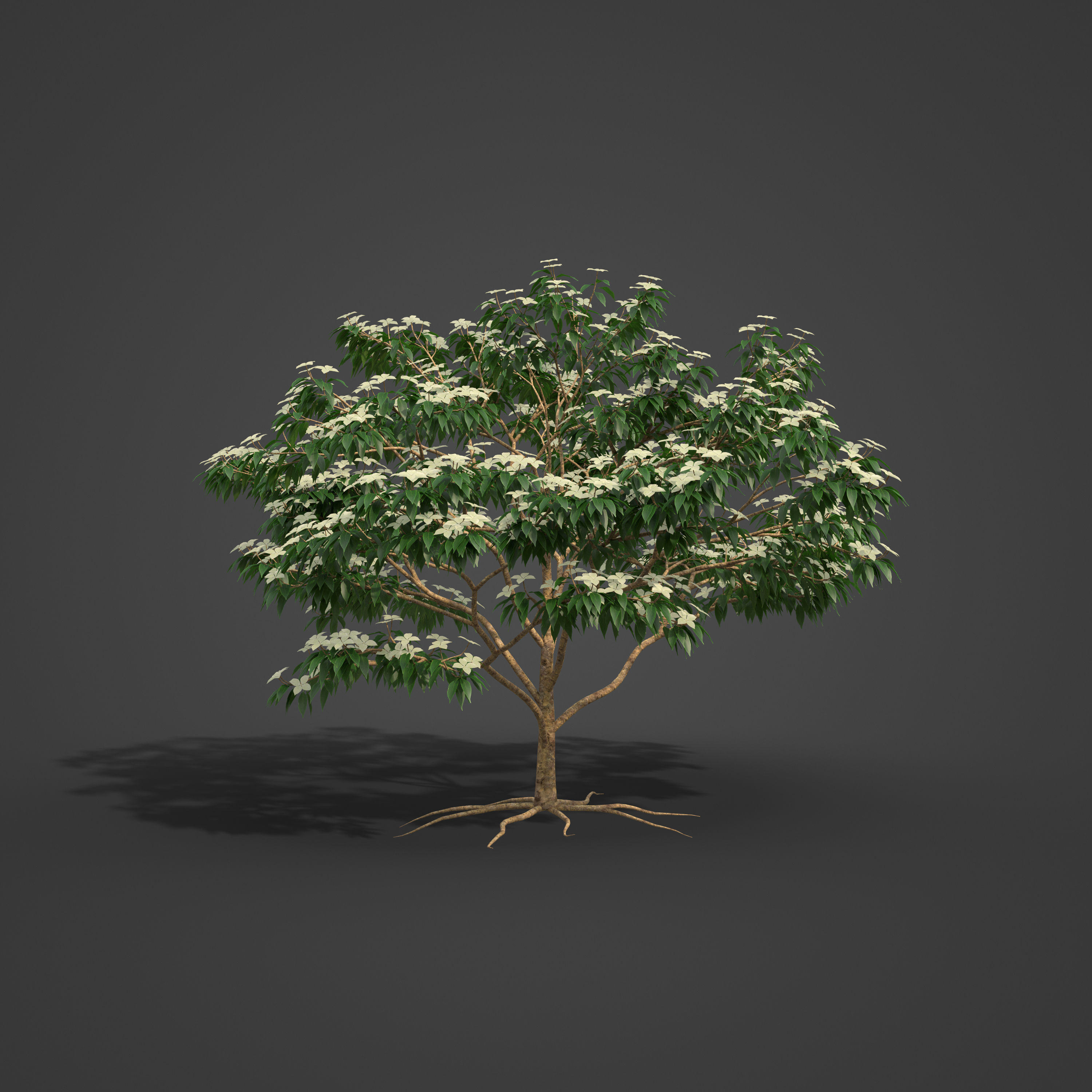 2021 PBR Kousa Dogwood Collection - Cornus Kousa 3D model_6