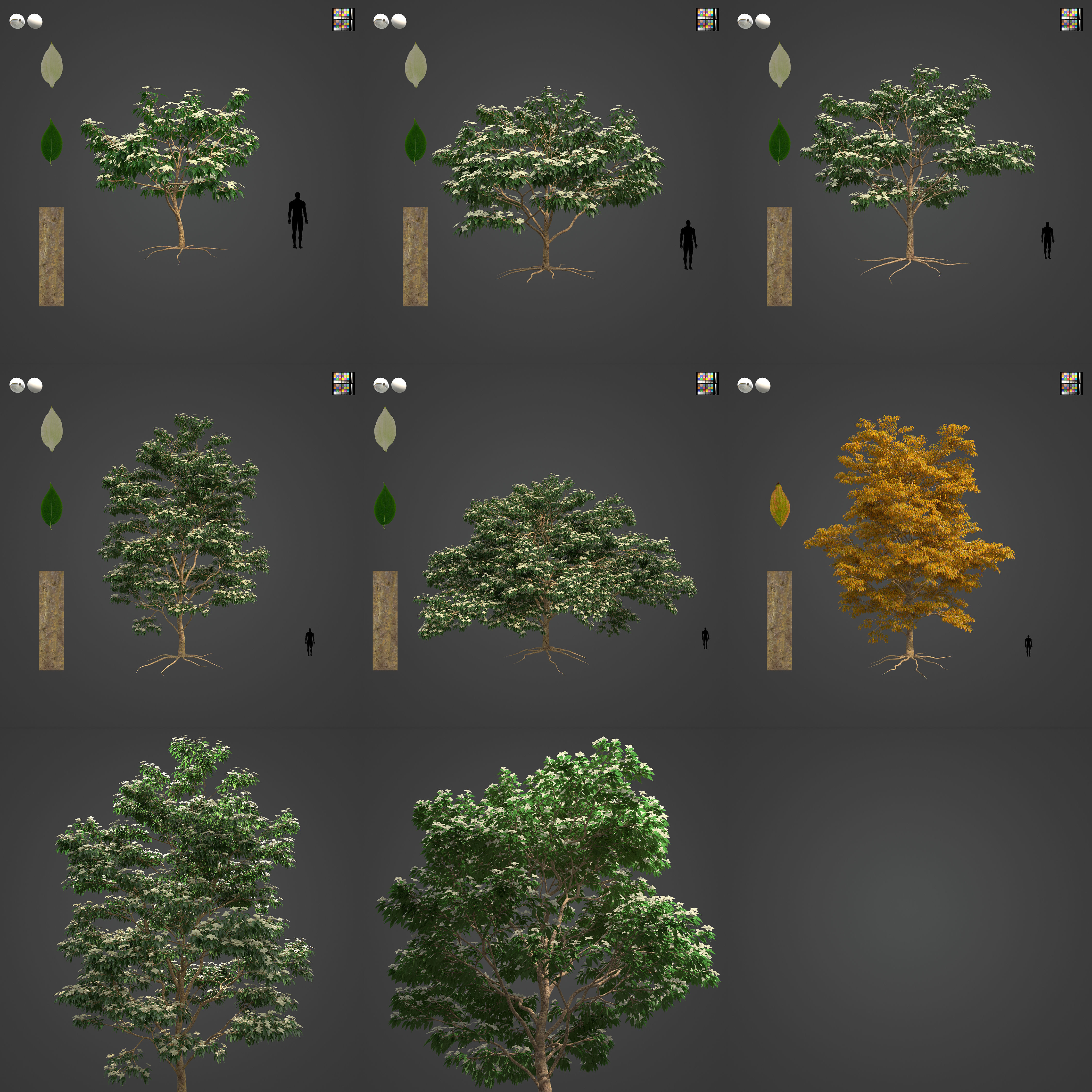 2021 PBR Kousa Dogwood Collection - Cornus Kousa 3D model_3