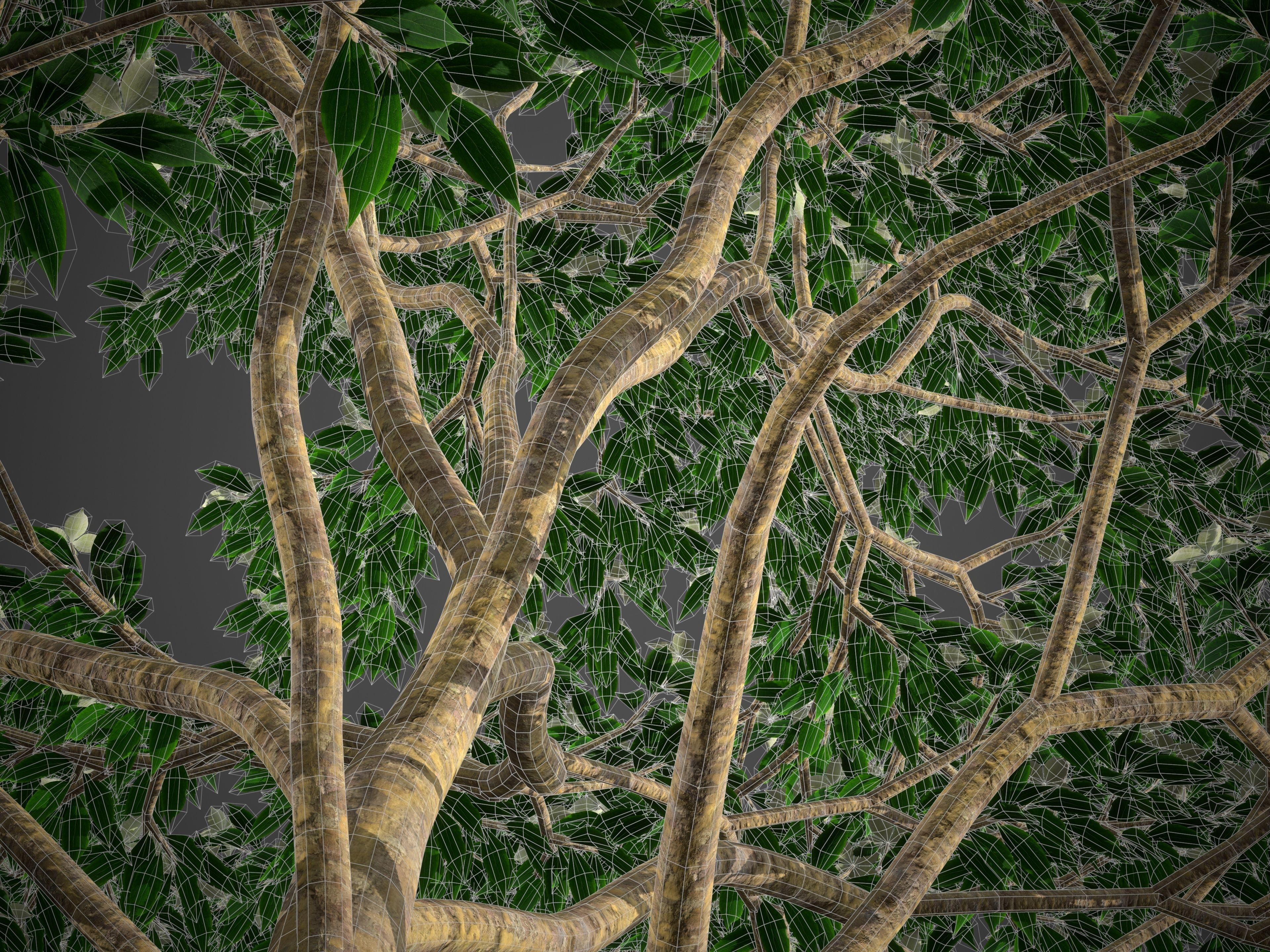 2021 PBR Kousa Dogwood Collection - Cornus Kousa 3D model_10