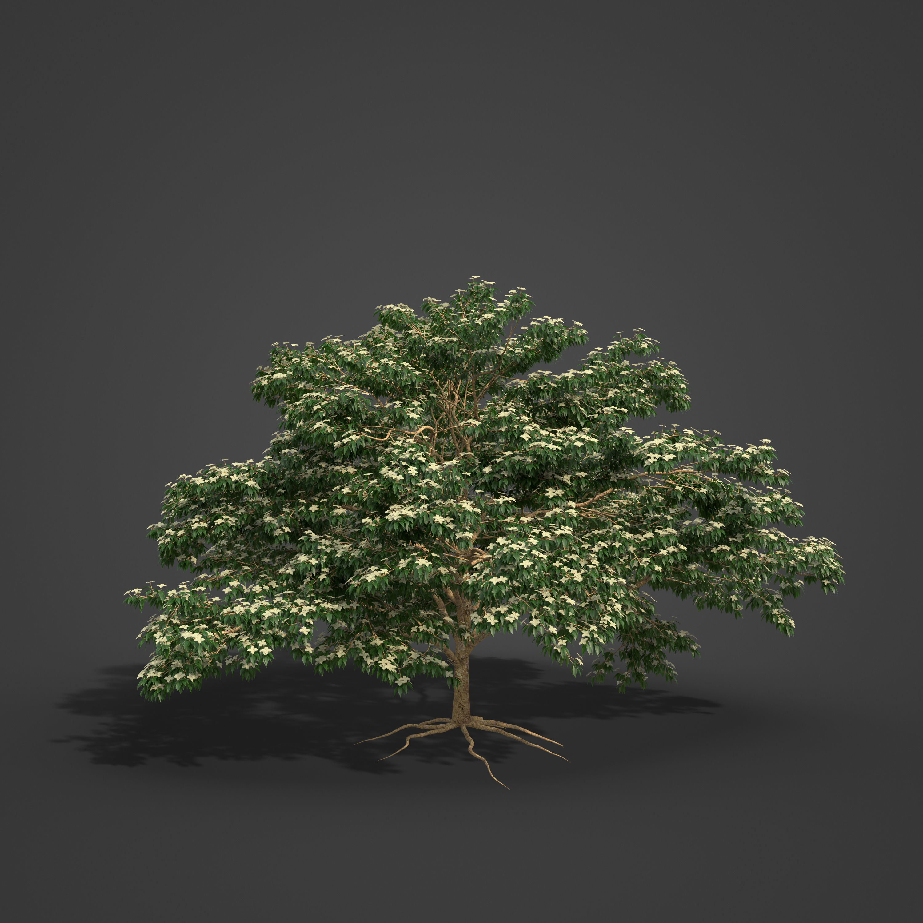 2021 PBR Kousa Dogwood Collection - Cornus Kousa 3D model_5