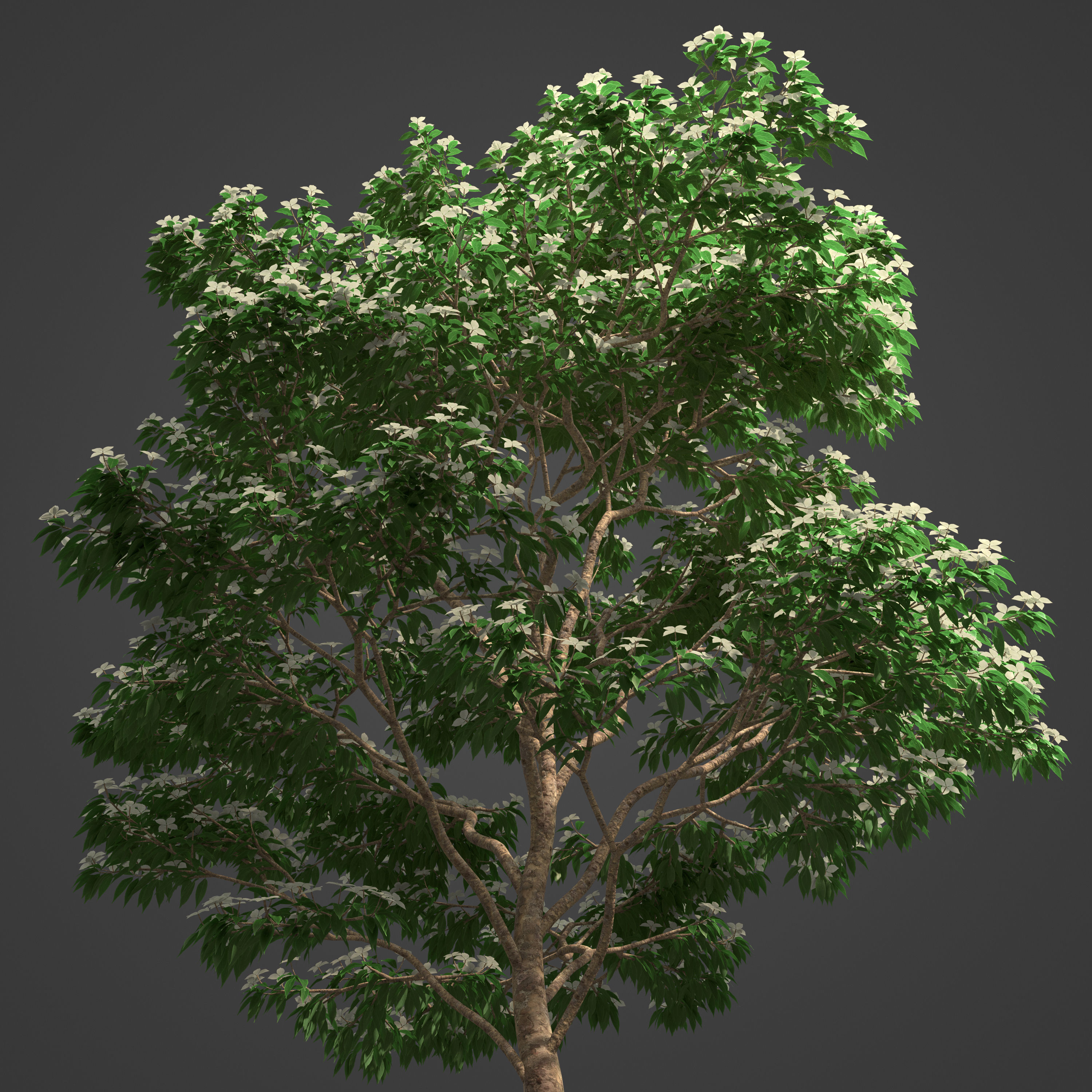 2021 PBR Kousa Dogwood Collection - Cornus Kousa 3D model_4