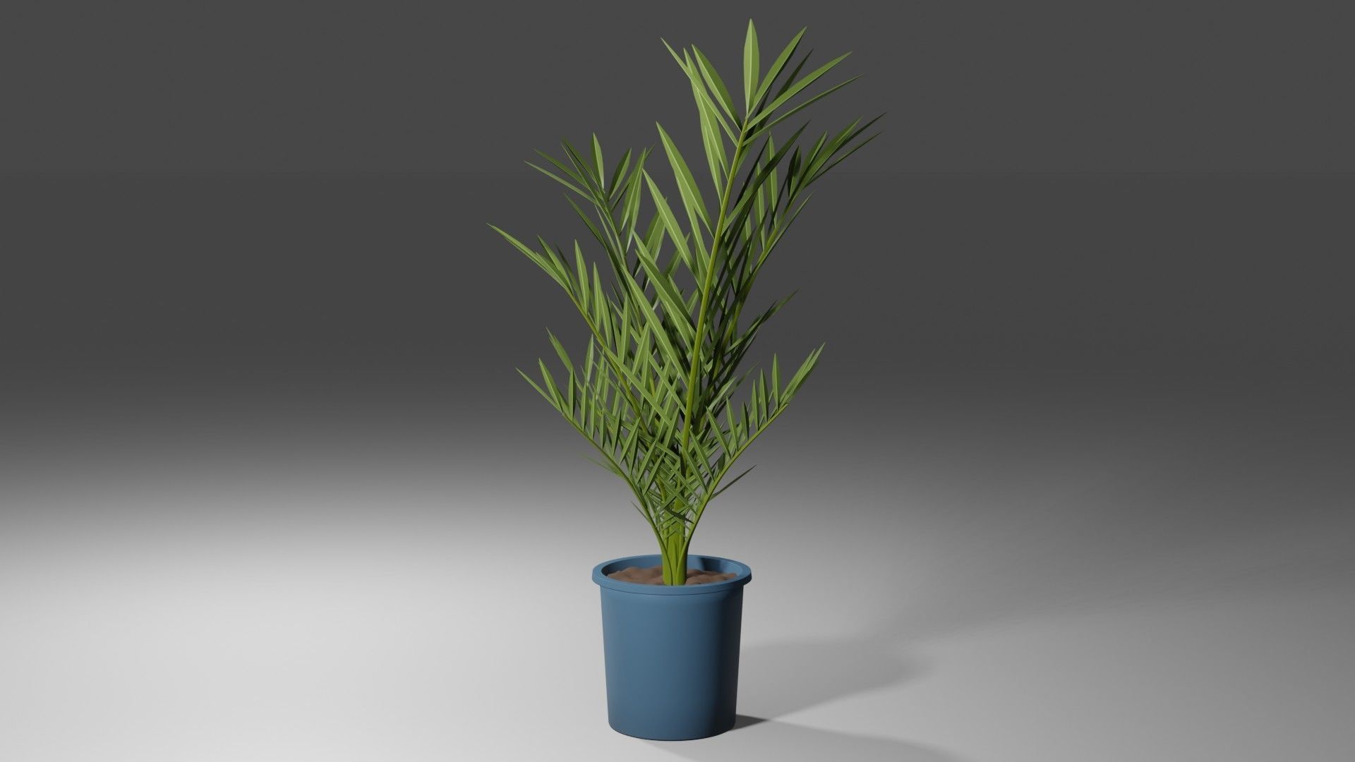 Date palm Tree 3D Model 3D model_3