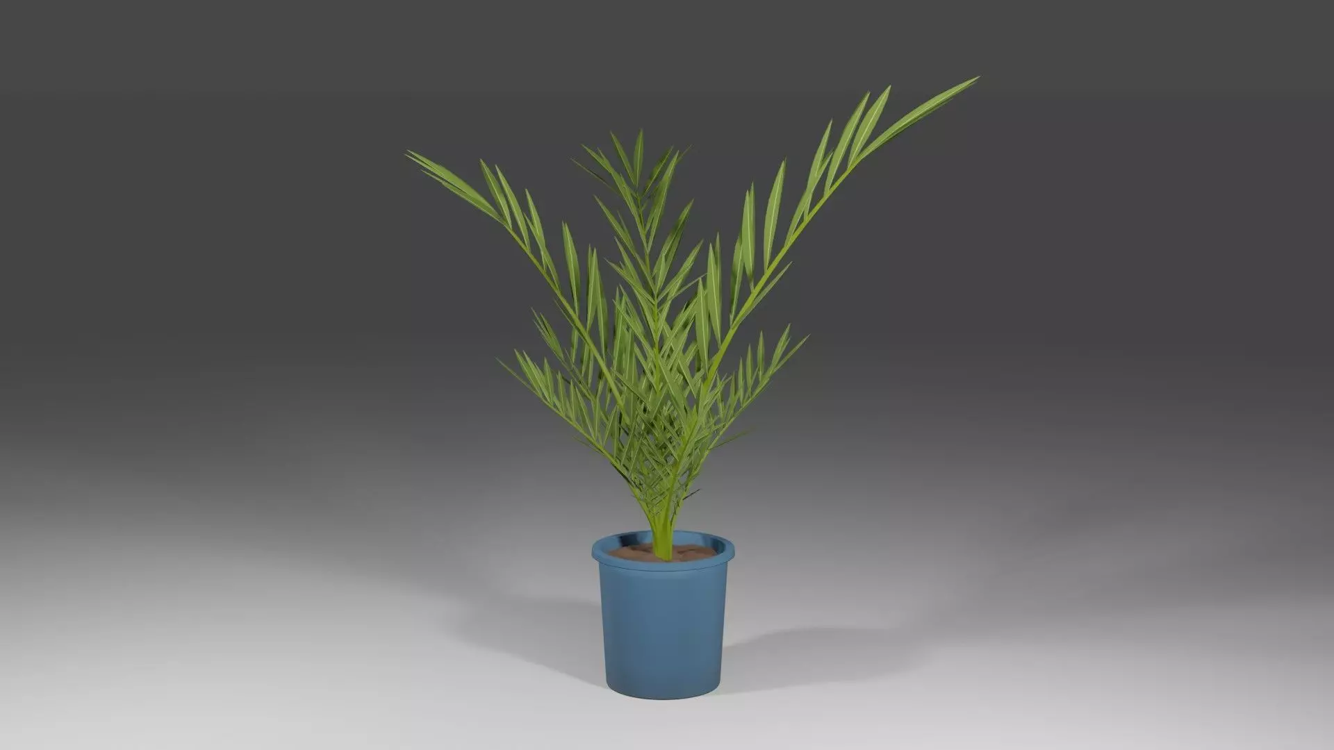 Date palm Tree 3D Model 3D model_0