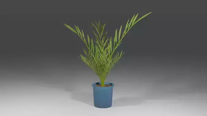 Date palm Tree 3D Model 3D model