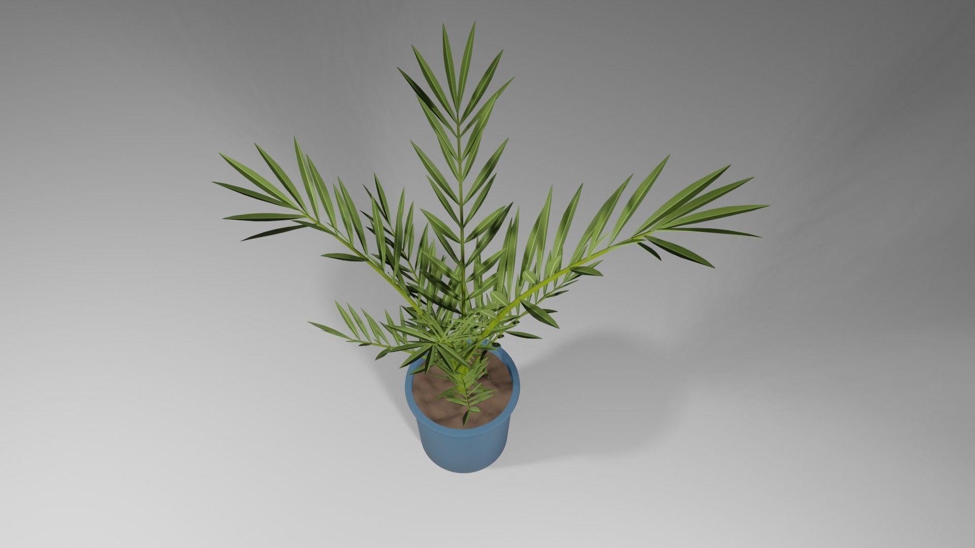 Date palm Tree 3D Model 3D model_1