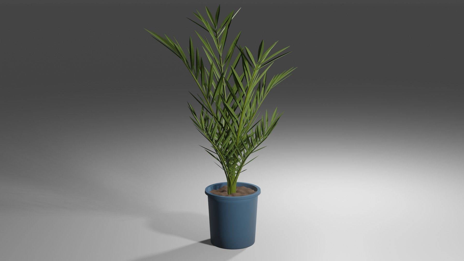 Date palm Tree 3D Model 3D model_2