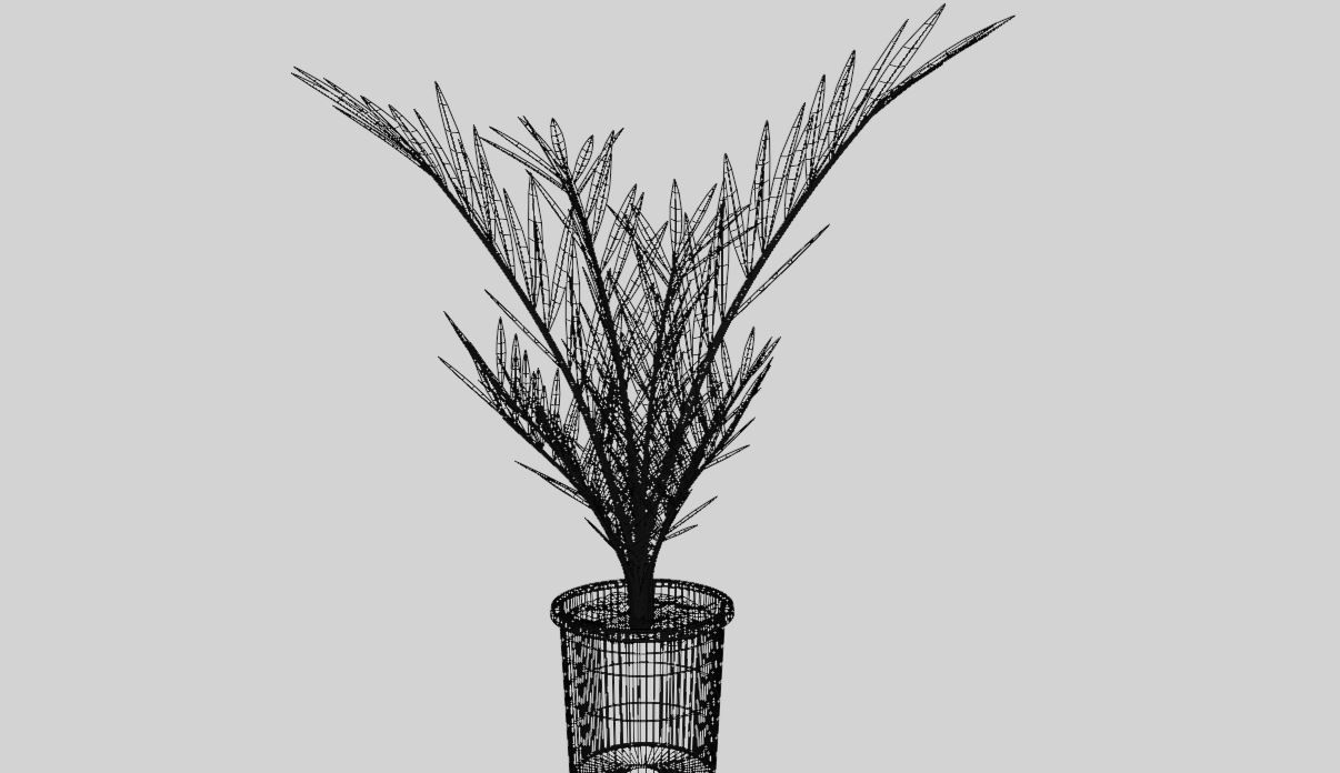 Date palm Tree 3D Model 3D model_5