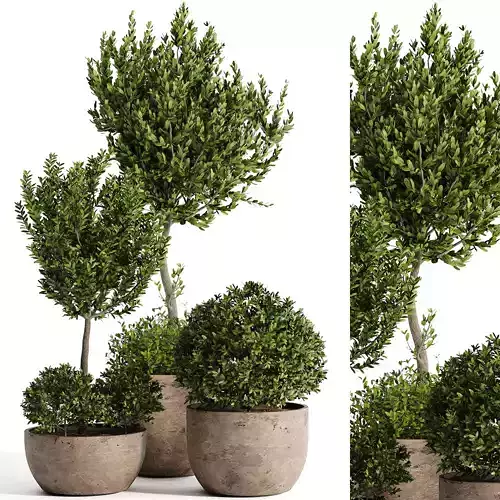 Indoor plant collection 07