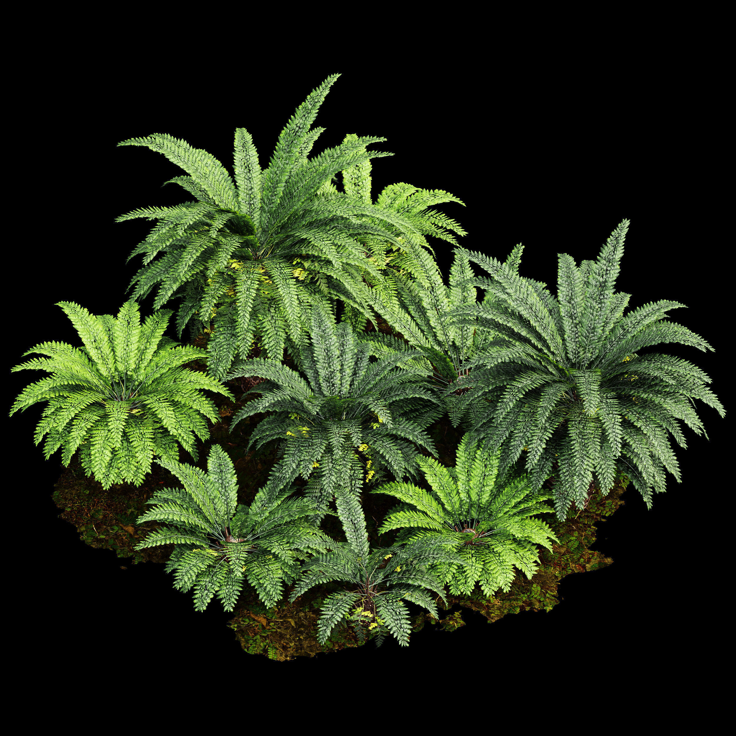 Forest lawn Iron Fern Plant 3D model_1