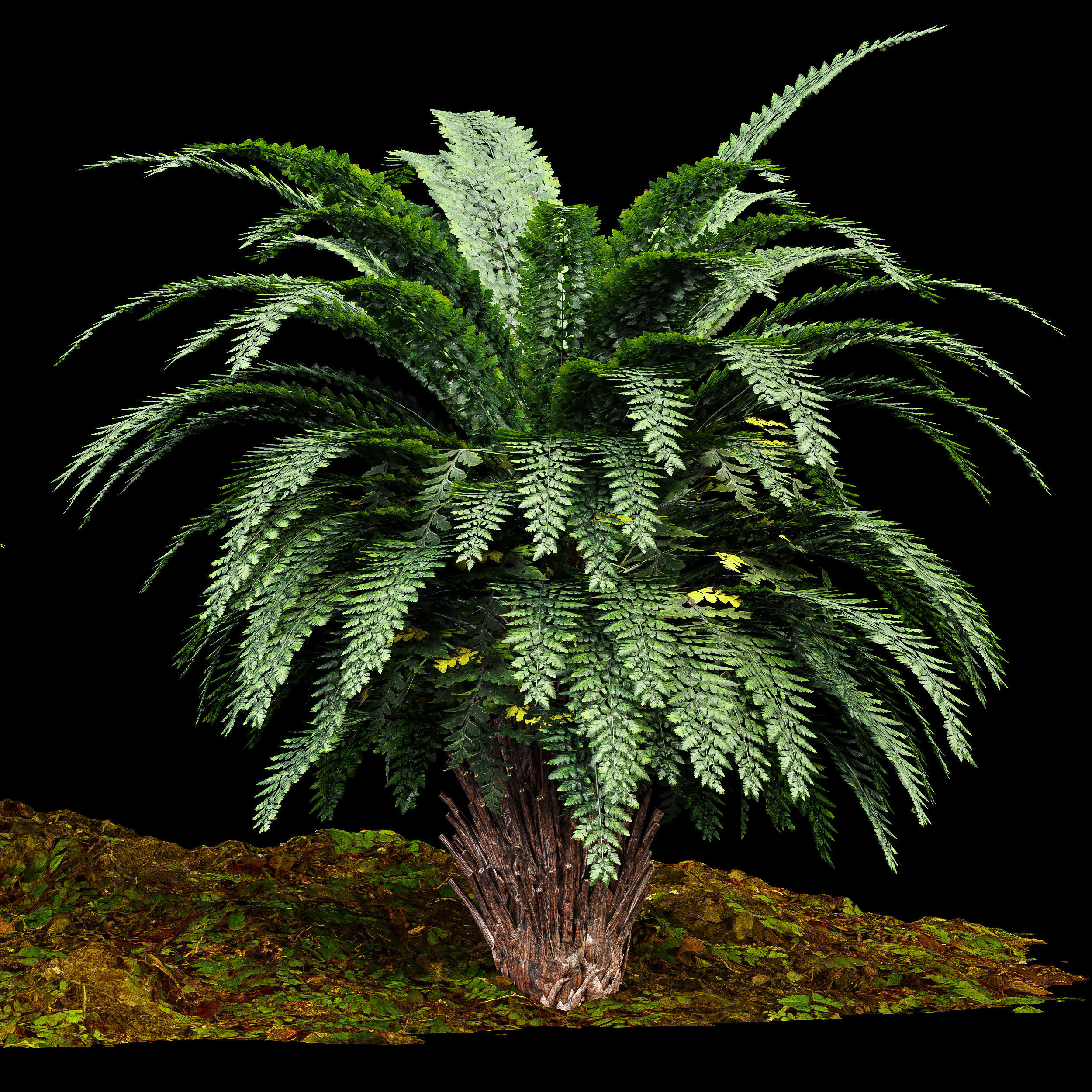 Forest lawn Iron Fern Plant 3D model_2