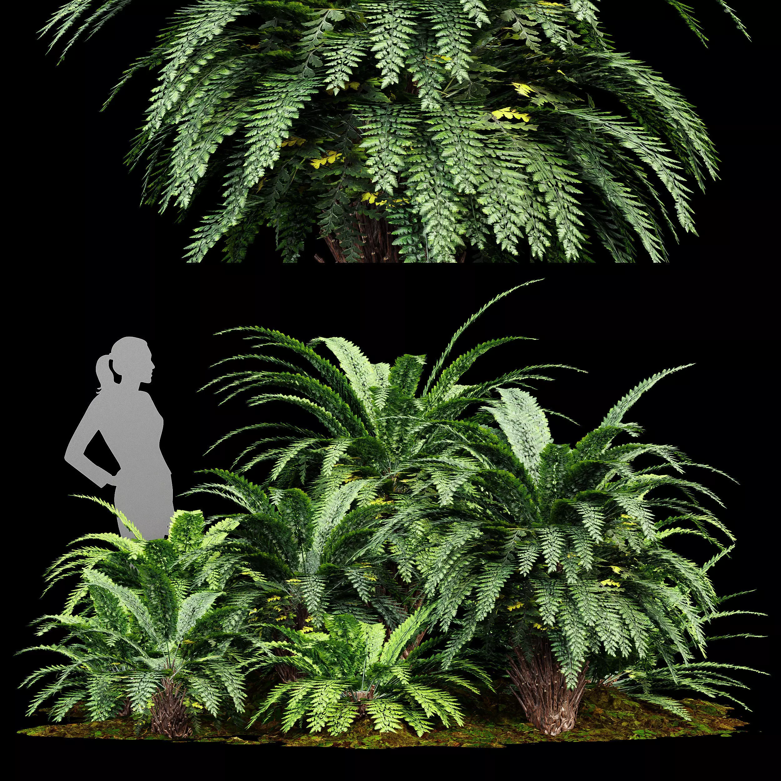 Forest lawn Iron Fern Plant 3D model_0