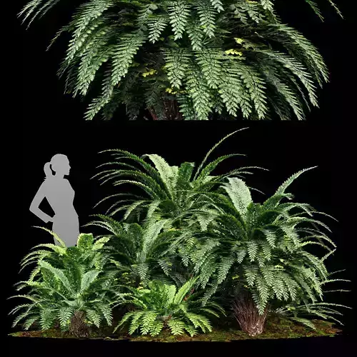 Forest lawn Iron Fern Plant 3D model