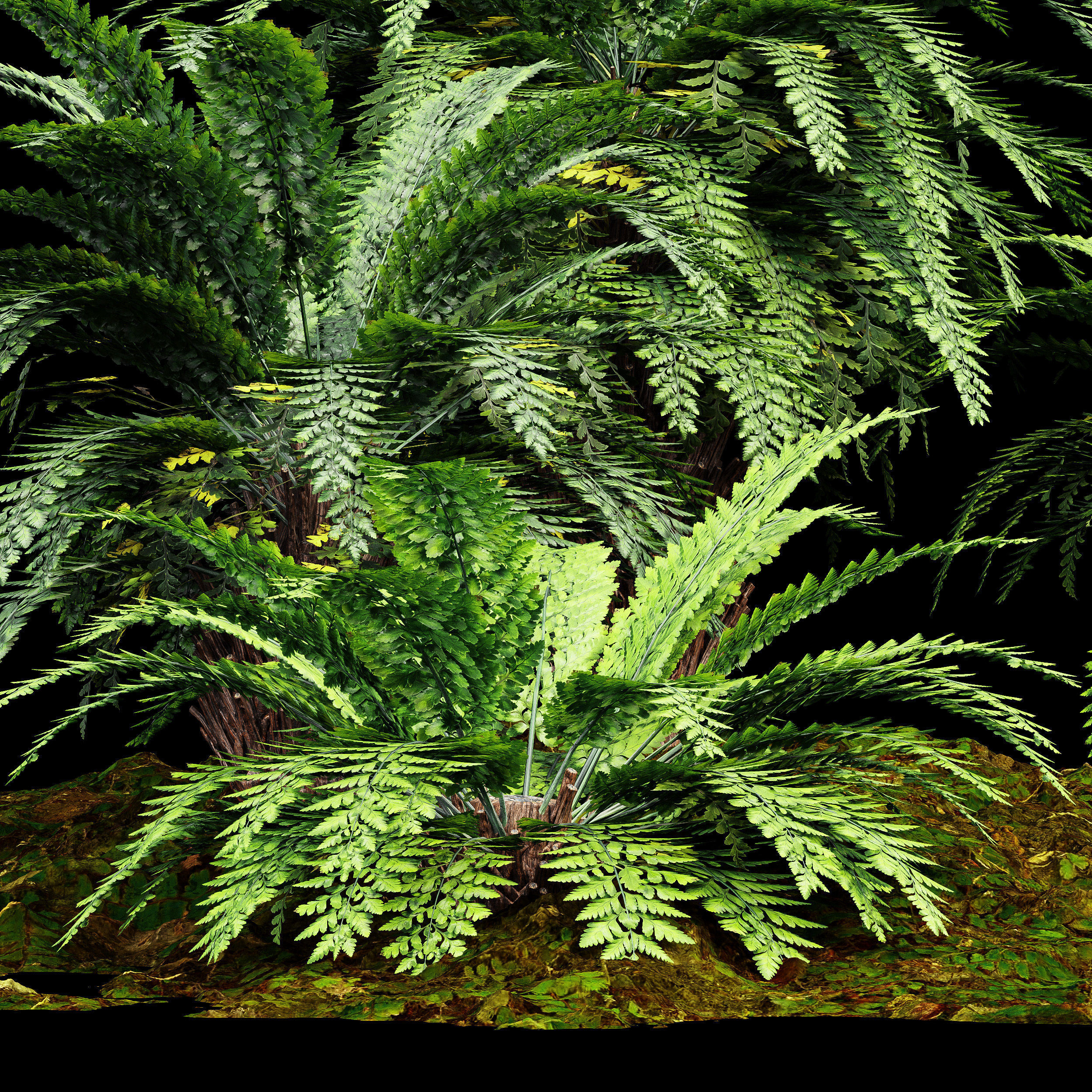 Forest lawn Iron Fern Plant 3D model_3