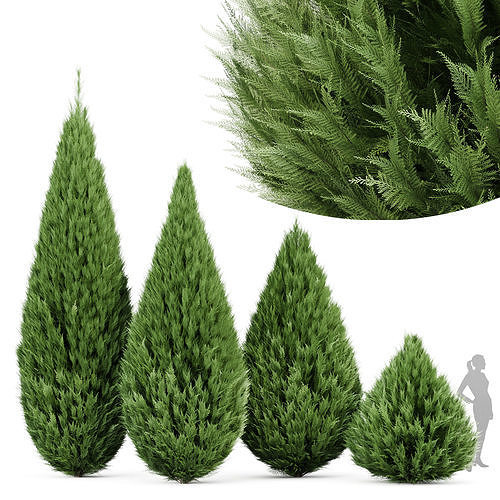 Juniperus chinensis Spartan Taylor Juniper 3D model