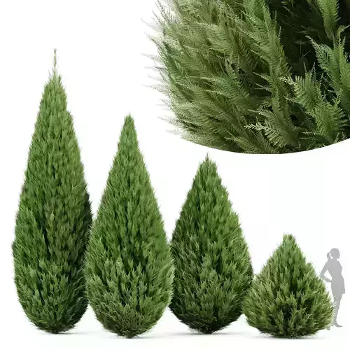 Juniperus chinensis Spartan Taylor Juniper 3D model