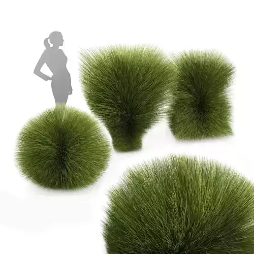 Maiden Grass Miscanthus sinensis Gracillimus Tuin Grassen