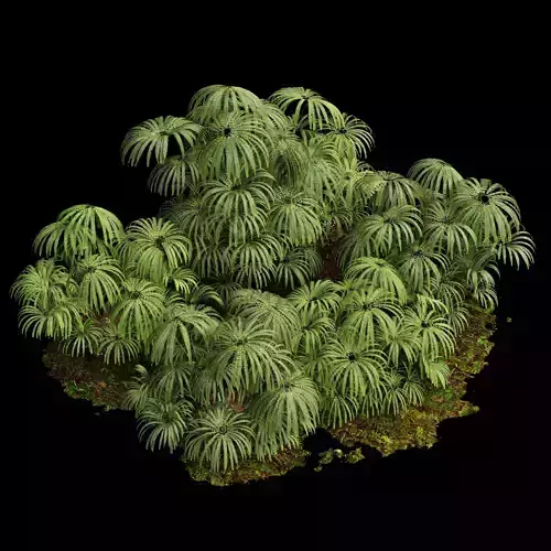 Matonia Pectinata Leptosporangiate Fern 3D model