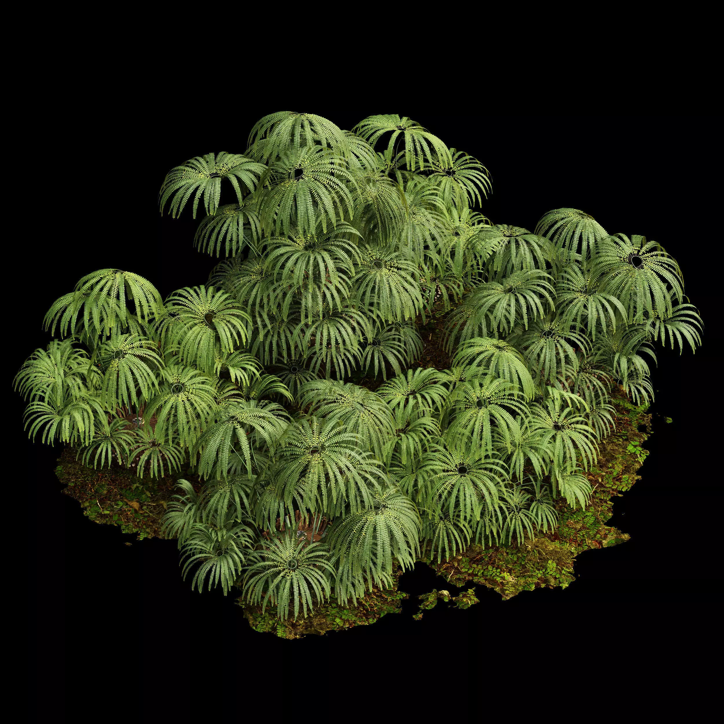 Matonia Pectinata Leptosporangiate Fern 3D model_0