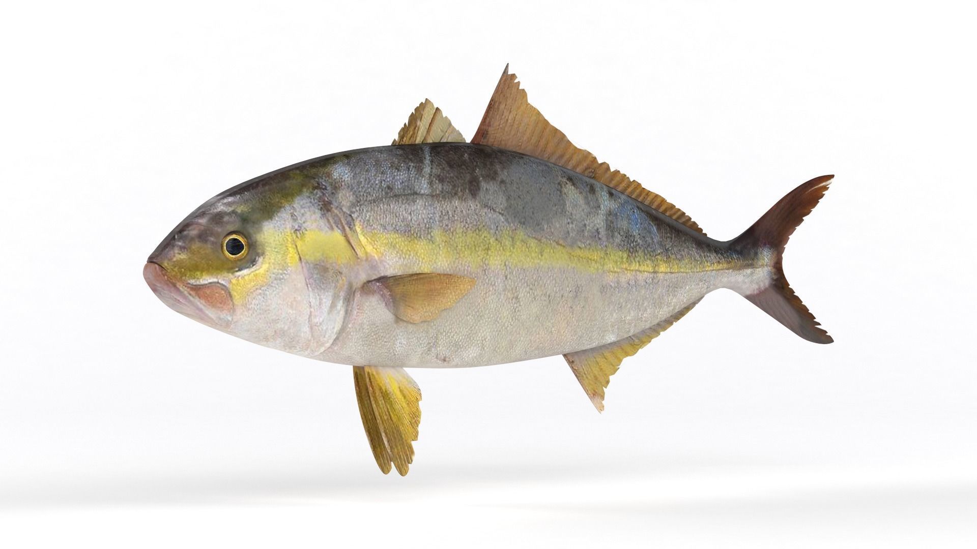 Trevally Fish 3D model_4