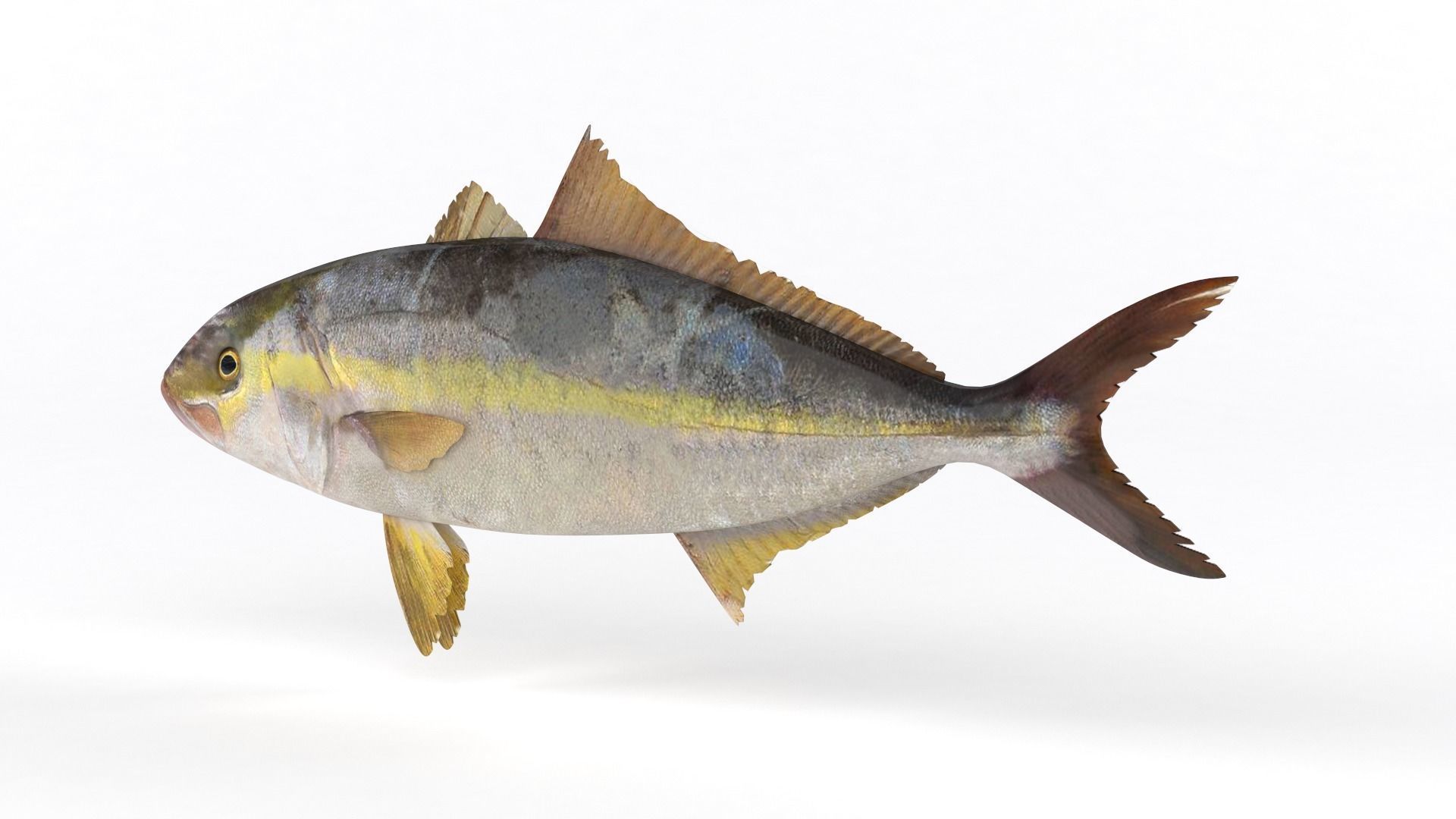 Trevally Fish 3D model_2